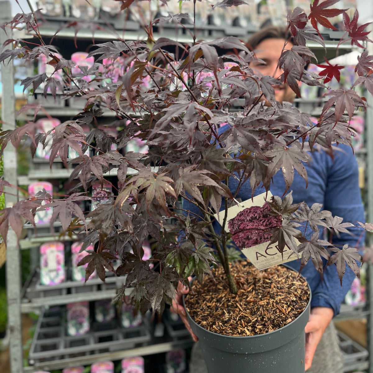 Acer palmatum &#39;Bloodgood&#39; 3L / 10L / 70L / 90L
