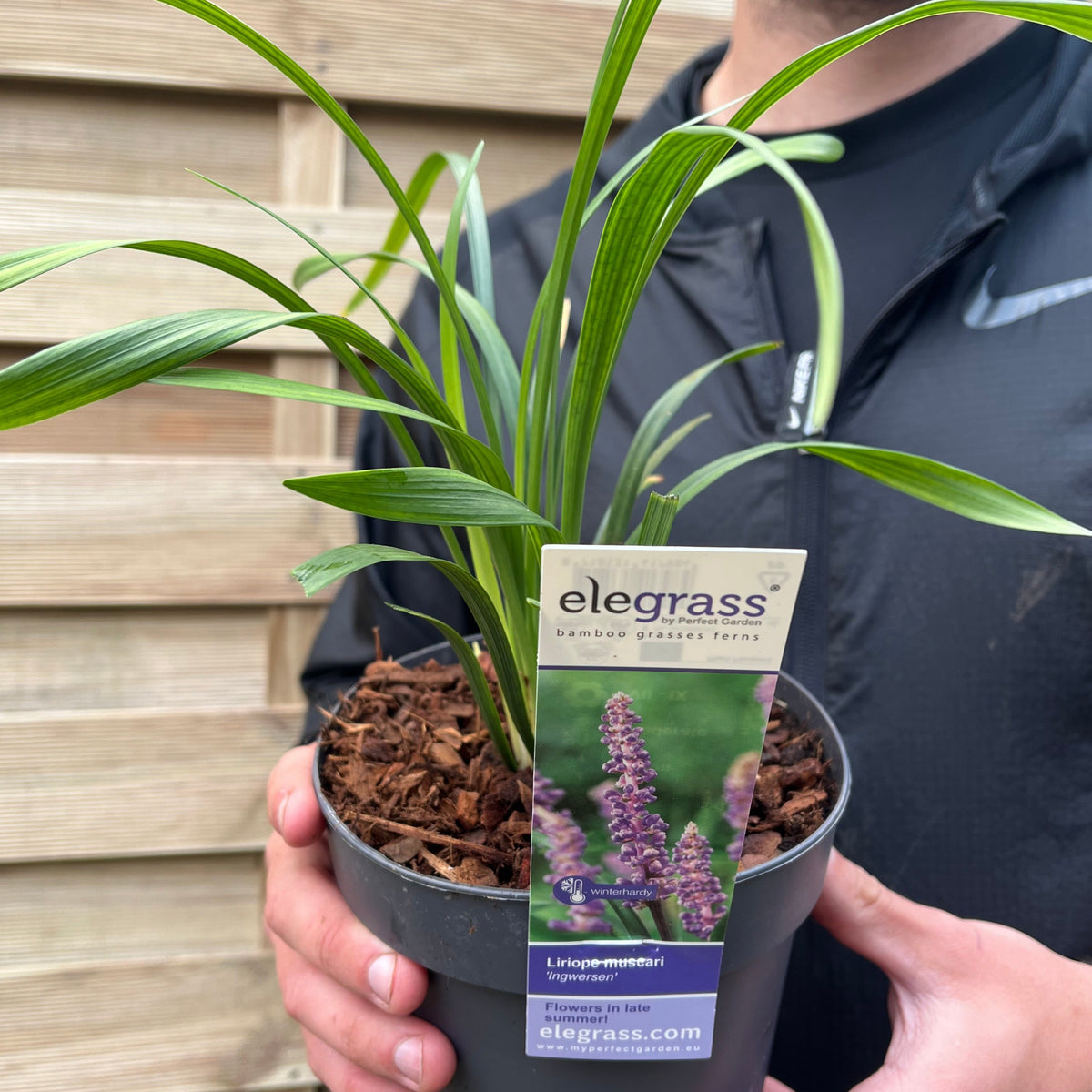 Someone holds a Liriope muscari ingwersen 1.4L pot, an evergreen perennial with long green leaves. The label features a photo of Lilyturf’s purple flowers, care instructions, and the elegress.com website.