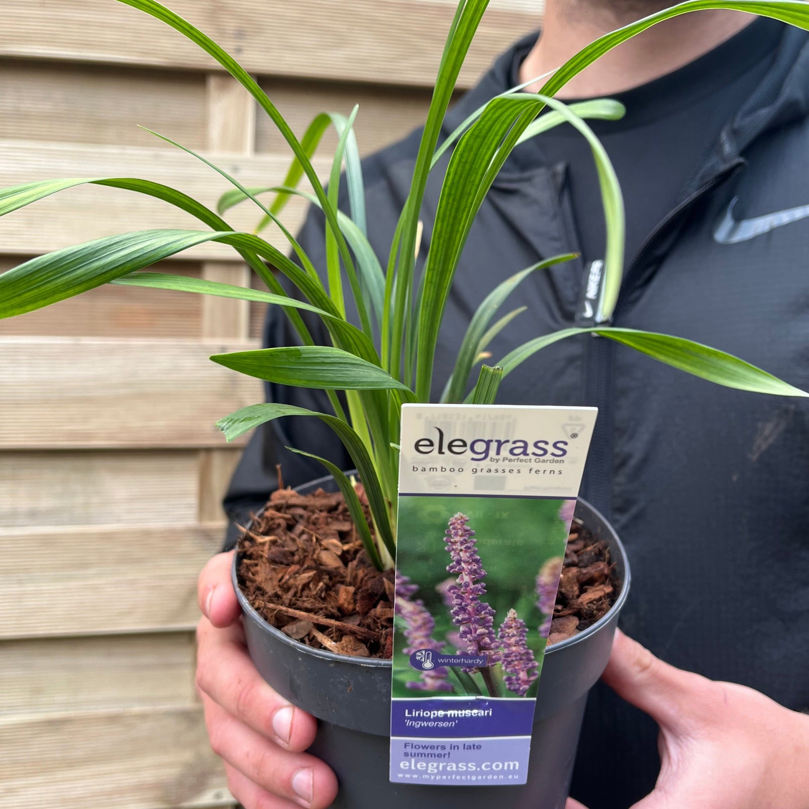 Someone holds a Liriope muscari ingwersen 1.4L pot, an evergreen perennial with long green leaves. The label features a photo of Lilyturf’s purple flowers, care instructions, and the elegress.com website.
