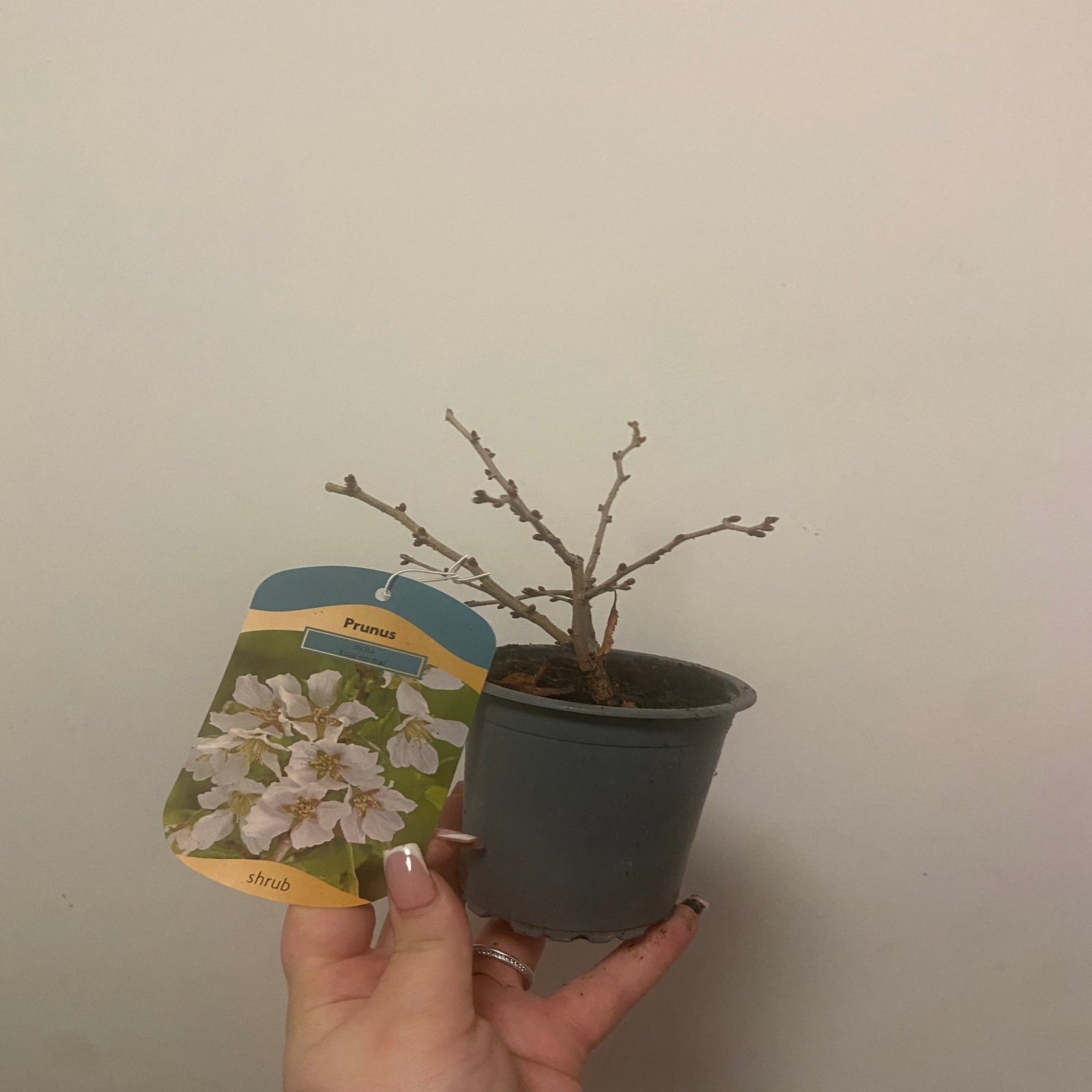 A person in a dark jacket smiles while holding a Prunus Ornamental Flowering Cherry Blossom Shrub - Incisa 'KOJOU-NO-MAI' (9cm/2L/4L) with light pink spring blooms and a heart-shaped label, standing before shelves of container gardening plants.