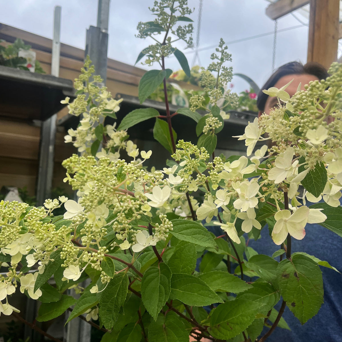 A person in a blue shirt stands partially obscured behind a Hydrangea paniculata &#39;Pinky Winky&#39; 3L / 10L with clusters of star-like white blossoms and green leaves, set outdoors amid wooden and metal structures on a cloudy day.