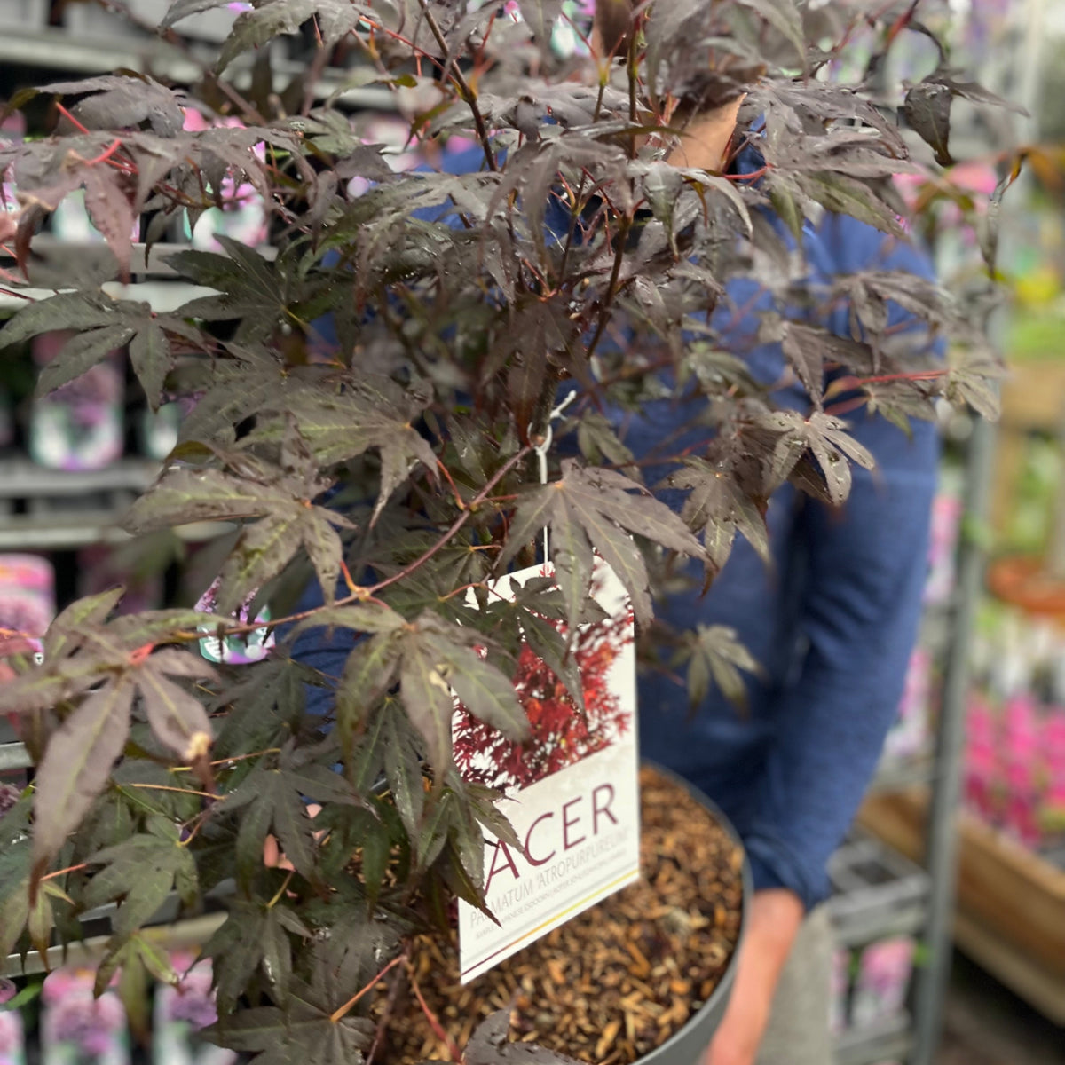 Acer palmatum &#39;Atropurpureum&#39; 10.5cm-130L