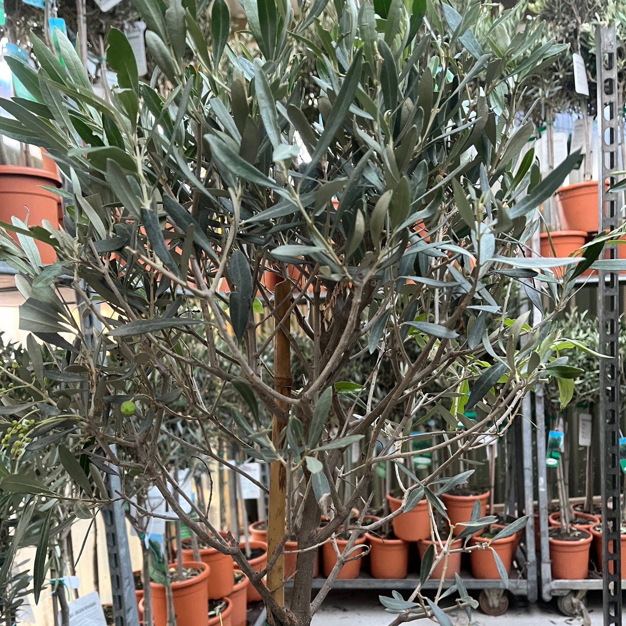 Olive Tree 150-170cm (Second Selection - Reduced to clear)