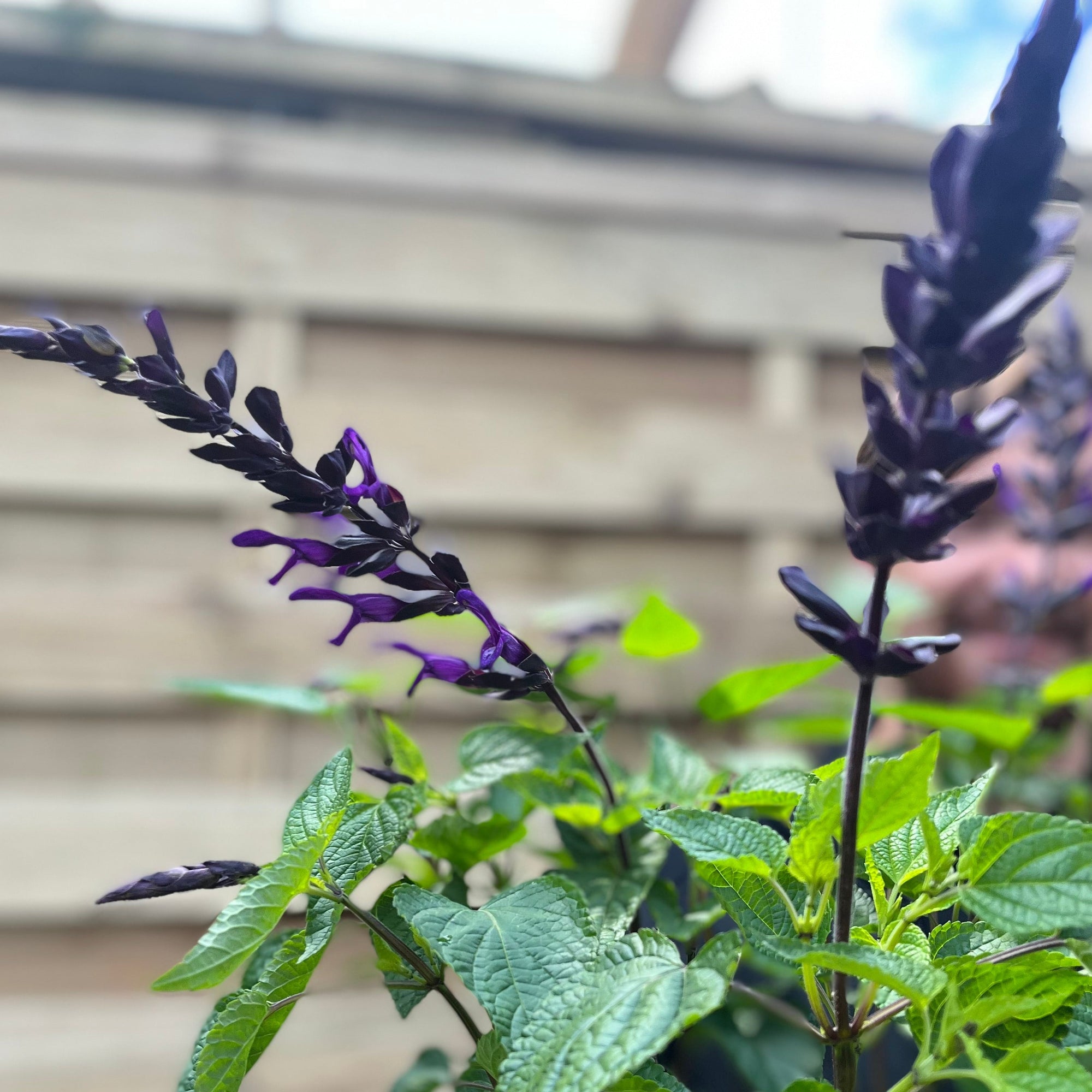 Salvia guaranitica 'Black and Bloom' 3L