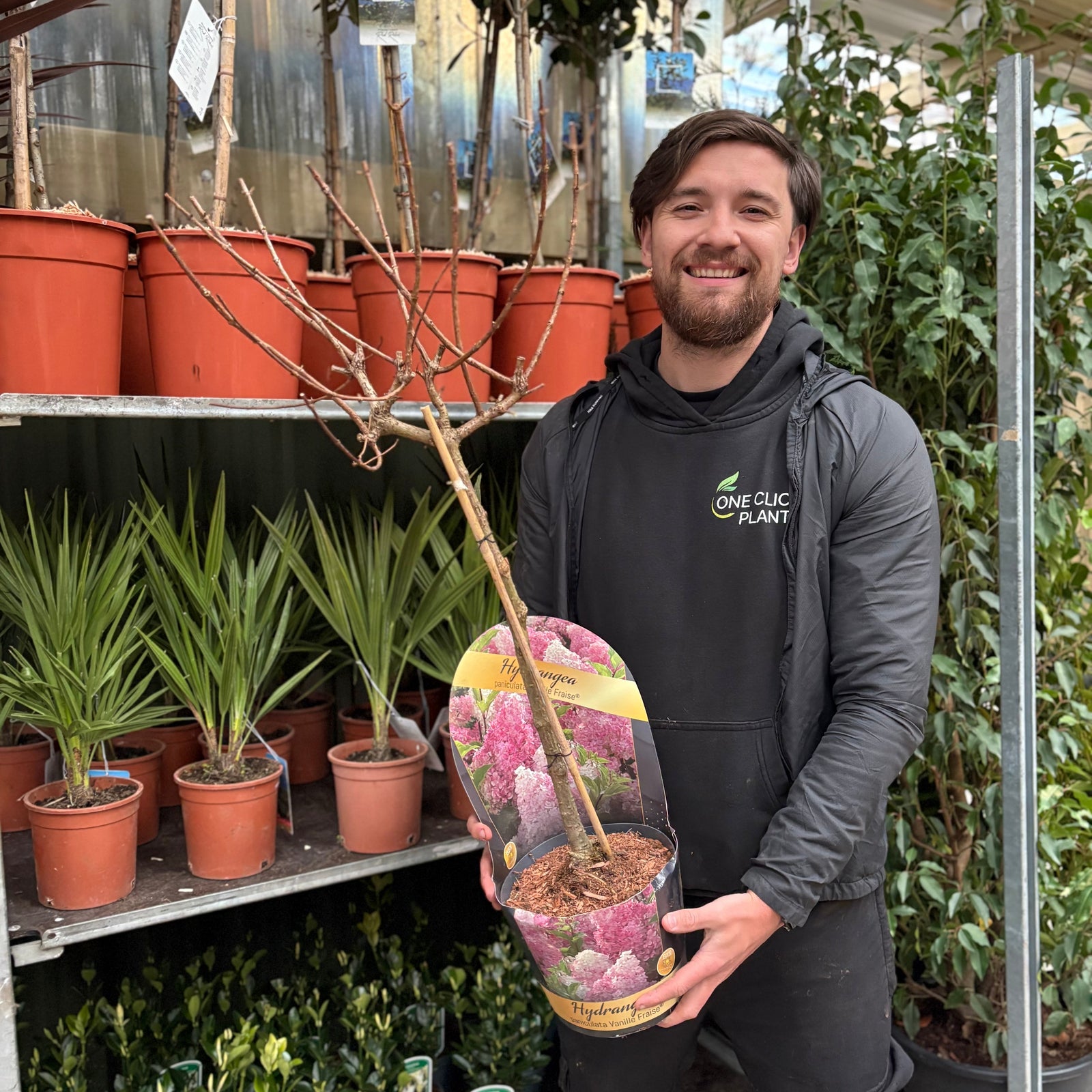 Patio Hydrangea paniculata 'Sundae Fraise' Tree 3L/5L
