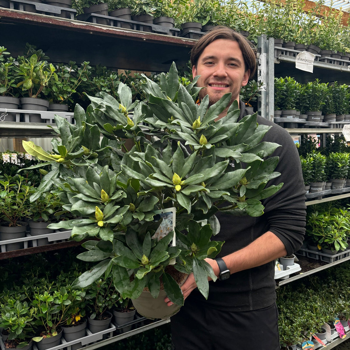 A person smiles while holding a Rhododendron &#39;Madame Masson&#39; (2L/5L pot) with dark green leaves and yellow buds, standing in a garden center surrounded by shelves of various potted plants.