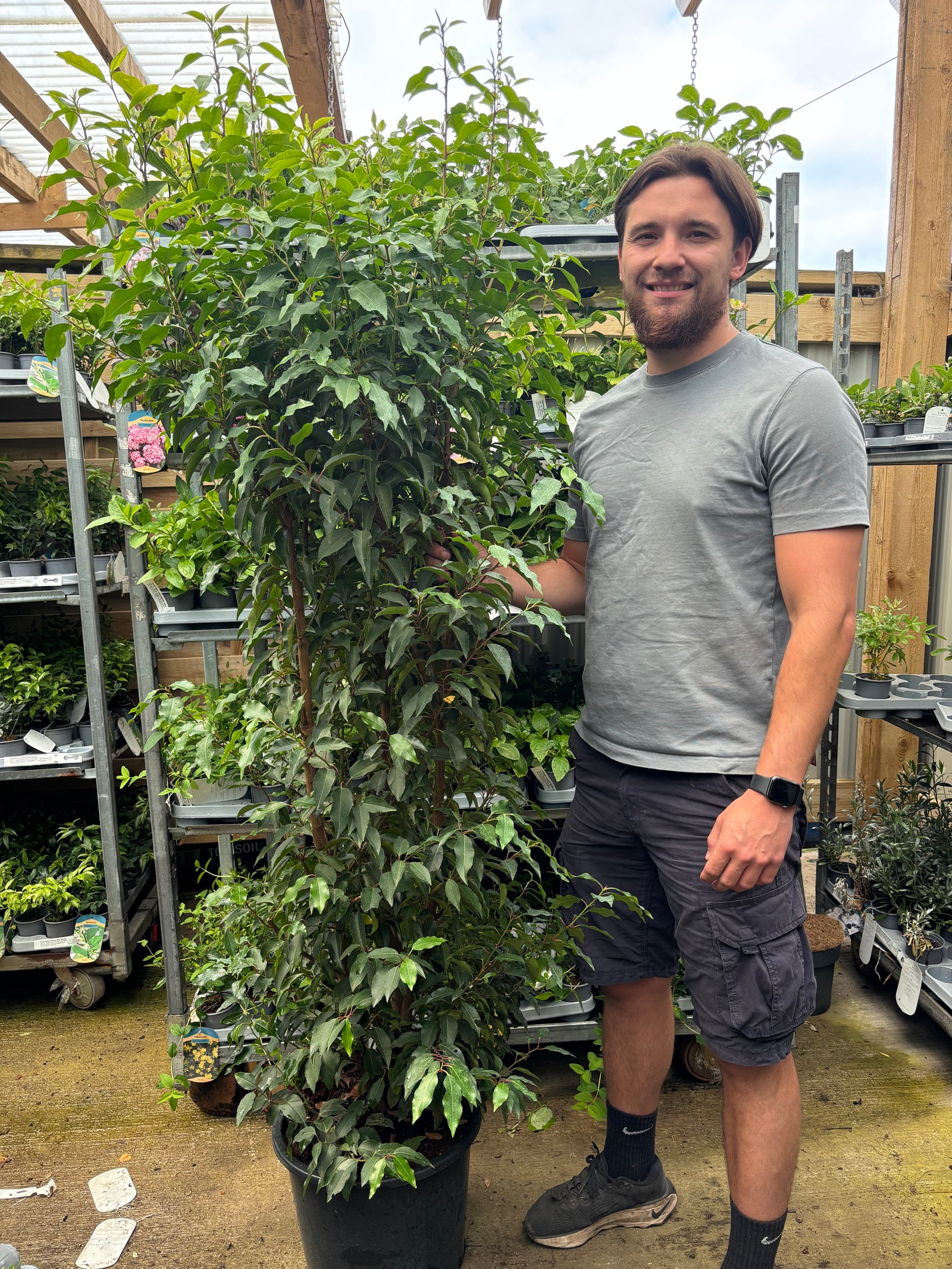 6ft Portuguese Laurel | Prunus lauroceras 'Angustifolia' 20L 180-200cm