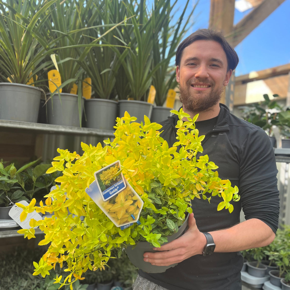 Euonymus fortunei &#39;Goldy&#39; 5L