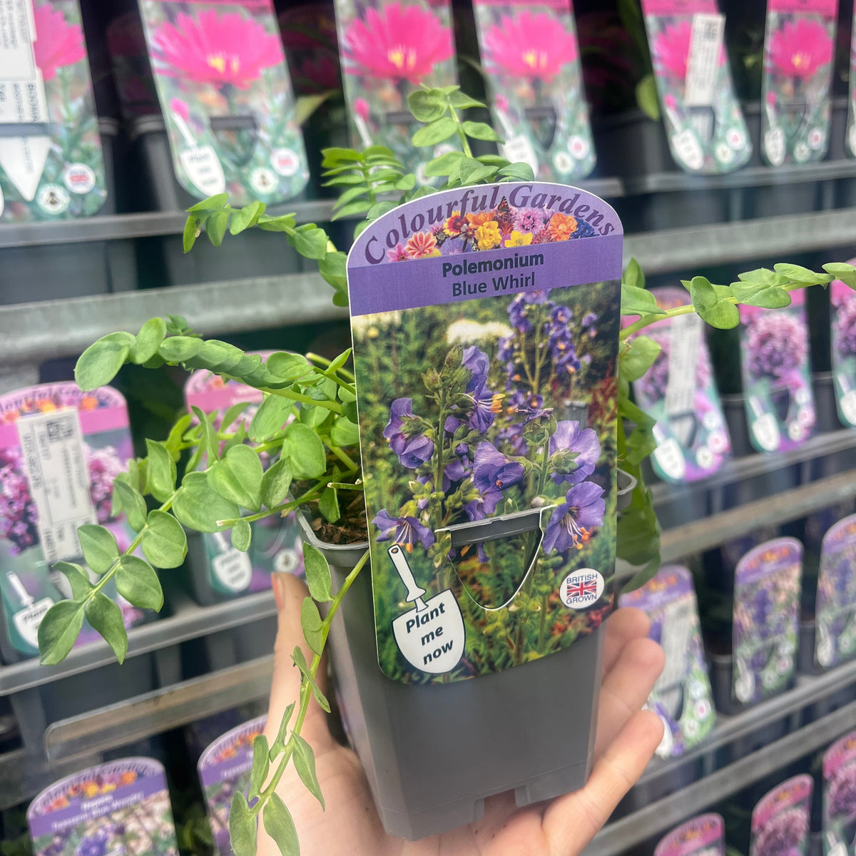 A hand holds a 9cm potted Polemonium &#39;Blue Whirl&#39; (Jacob&#39;s Ladder) in front of similar shade perennials. The label shows purple flowers and reads Colourful Gardens, Polemonium &#39;Blue Whirl&#39;, Plant me now.