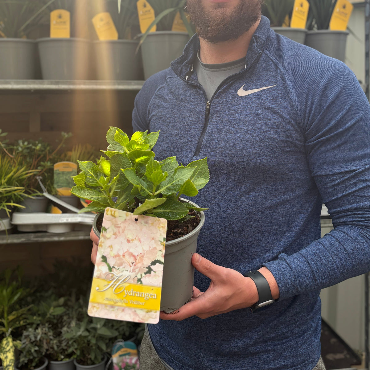 A person in a blue zip-up shirt holds a Hydrangea macrophylla &#39;Frillibet&#39; 2L with a tag showing white lacecap flowers. Behind them, sunlit shelves display more pastel-bloomed potted plants.