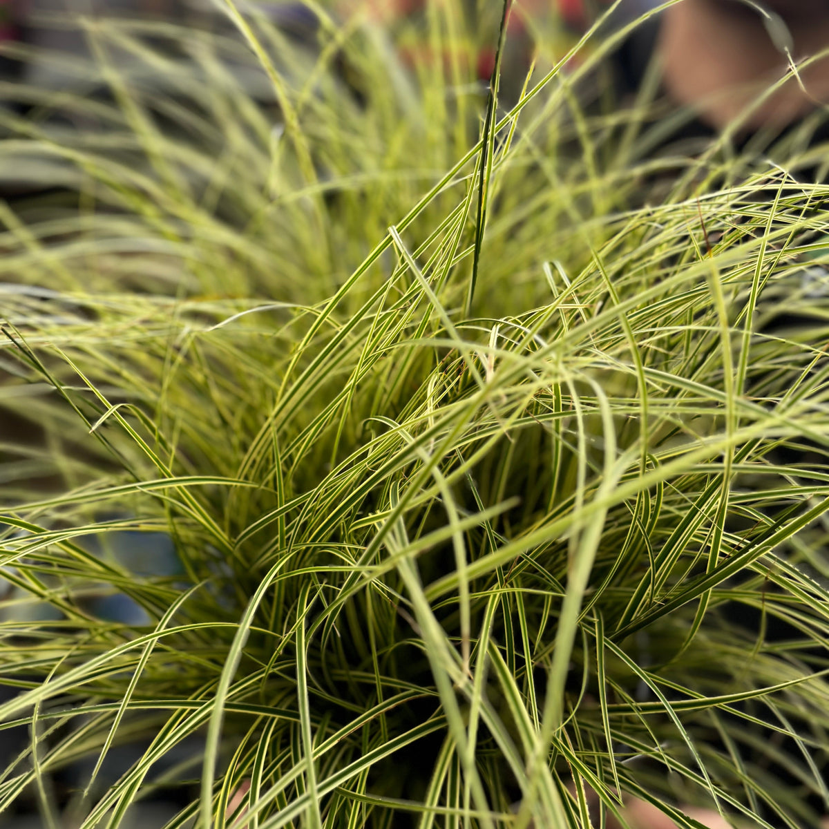 A close-up showcases the densely packed, spiky green and yellow leaves of Carex brunnea &#39;Variegata&#39; 3L, a low-maintenance, evergreen ornamental sedge, set against a softly blurred background.