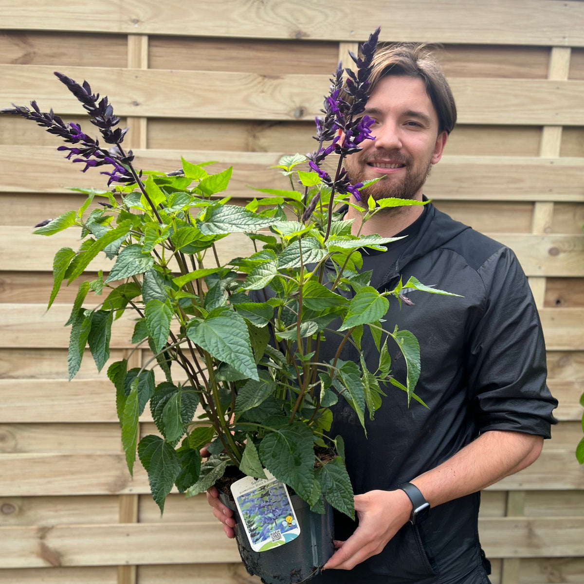 Salvia guaranitica &#39;Black and Bloom&#39; 9cm Pot/3L