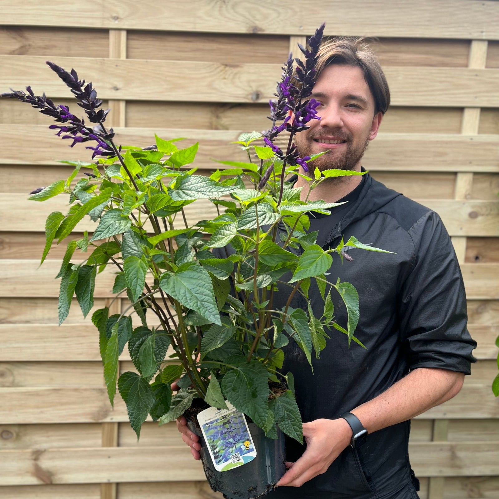 Salvia guaranitica 'Black and Bloom' 9cm Pot/3L