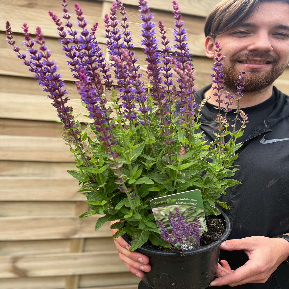 Salvia nemorasa &#39;Ostfriesland&#39; Blue 9cm / 2L