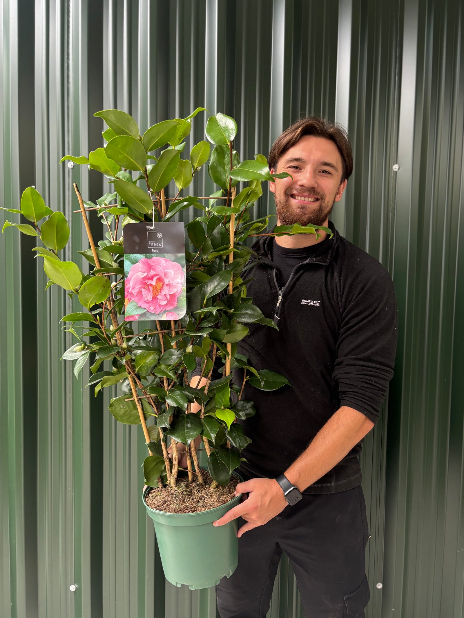 A man holding a Camellia on frame 'Rosa' 5L (100cm), its vibrant pink blooms enhancing the beauty of this elegant evergreen shrub.
