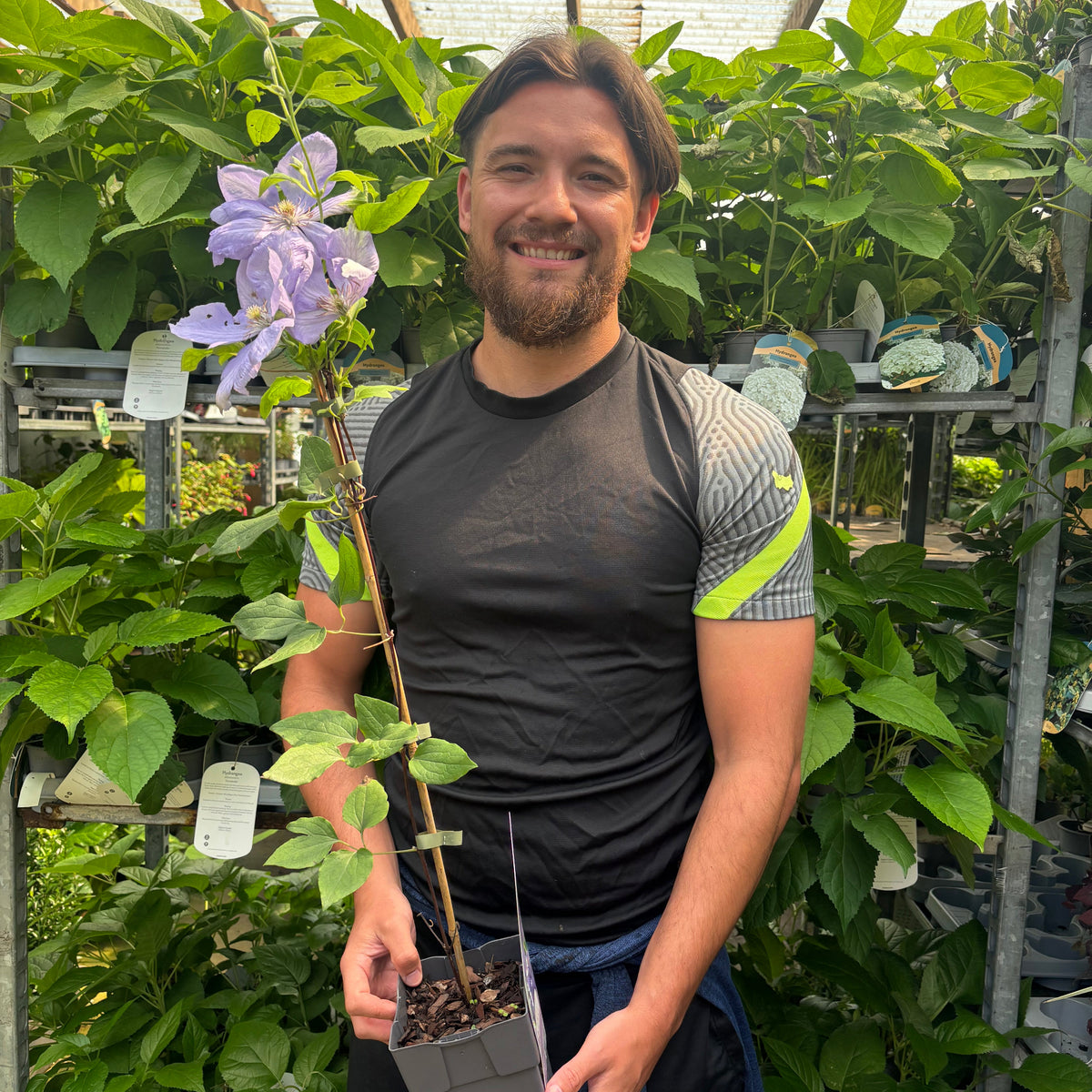 A smiling bearded man holds a potted Clematis &#39;Mrs. Cholmondeley&#39; 60cm with lavender-blue blooms, standing in a lush greenhouse surrounded by green leafy plants.