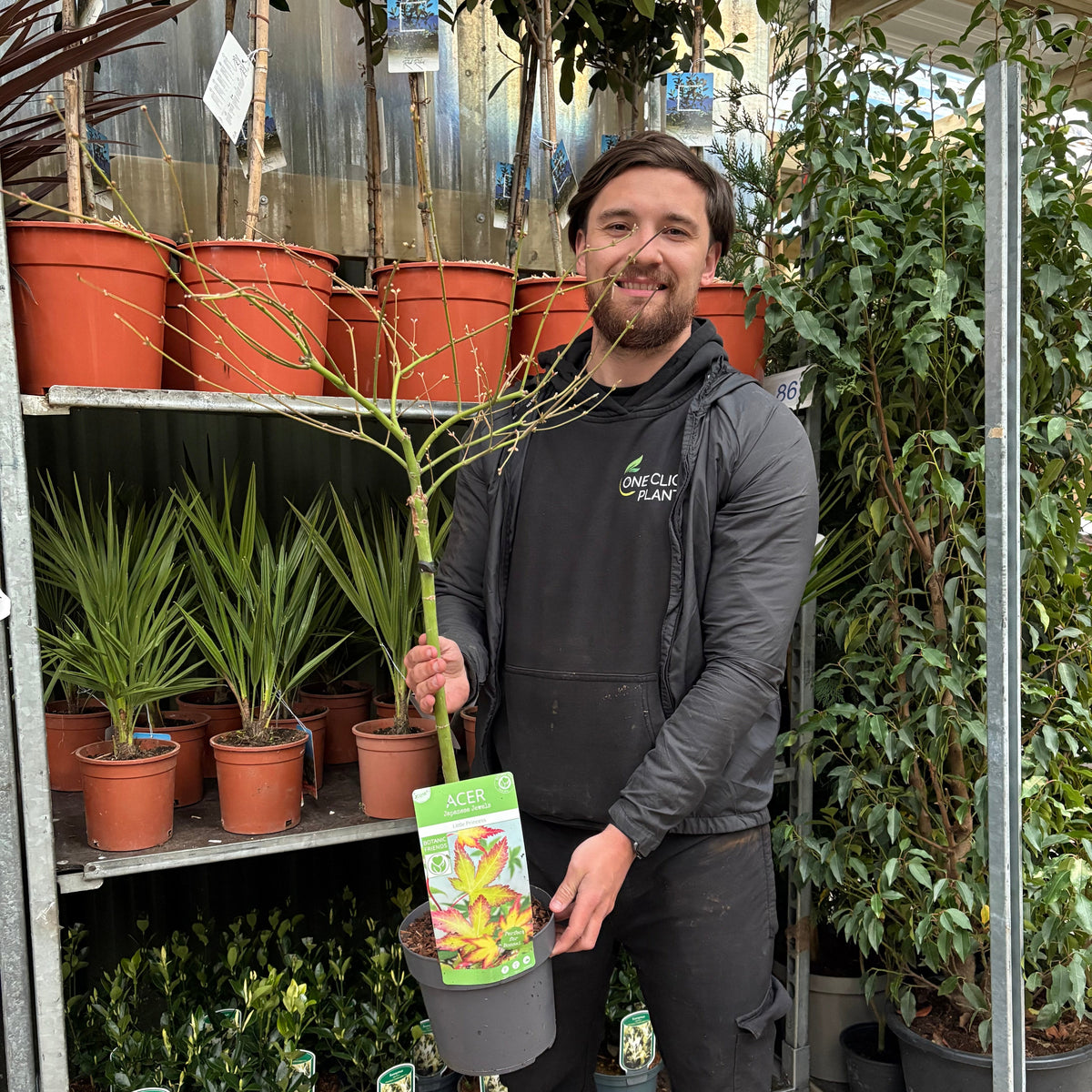 Acer palmatum 'Little Princess' Stem