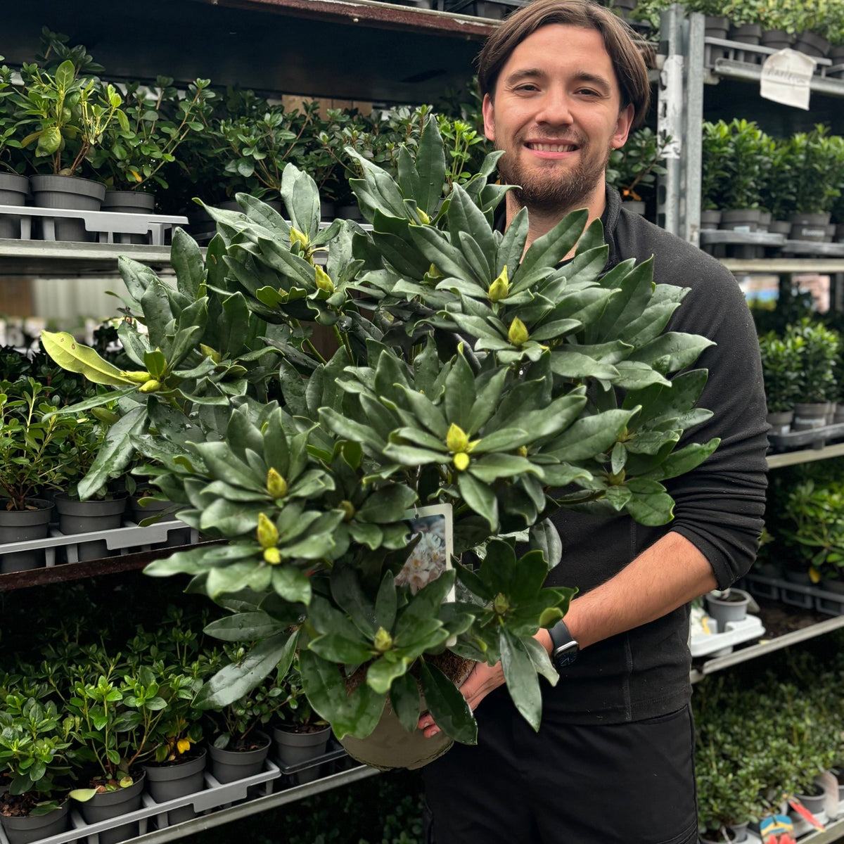 A person smiling and holding a Rhododendron &#39;Madame Masson&#39; 2L/5L with thick green leaves and yellow buds, standing in front of shelves filled with various potted plants.