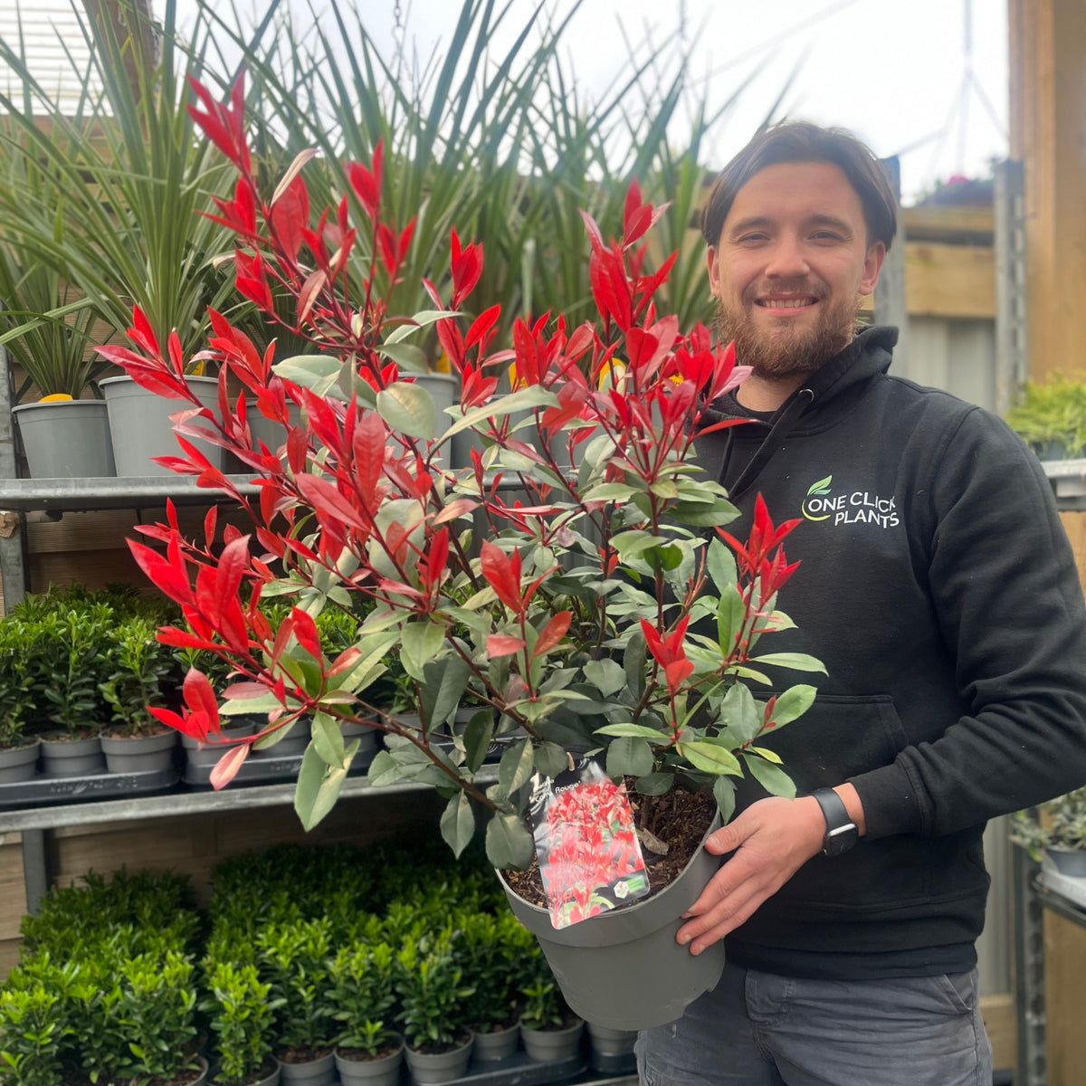 Photinia &#39;Carre Rouge&#39; 80-90cm (5L)
