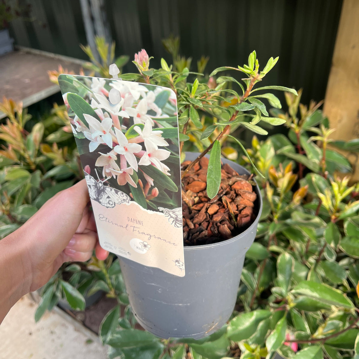 Daphne x Eternal Fragrance 1.5L/2L