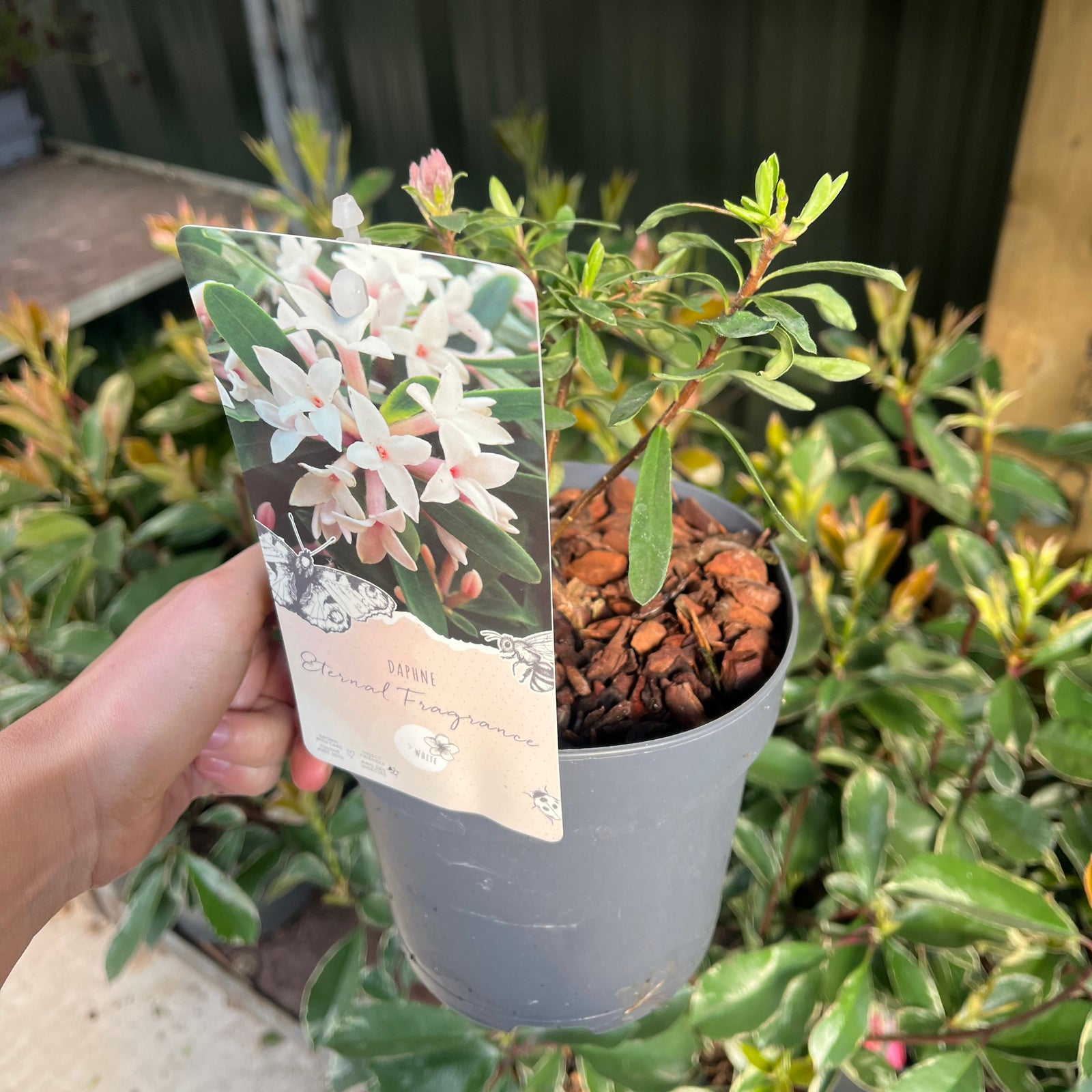 Daphne x Eternal Fragrance 1.5L/2L is a semi-evergreen shrub with green leaves and clusters of small, pink and white fragrant flowers, ideal for outdoor garden settings.