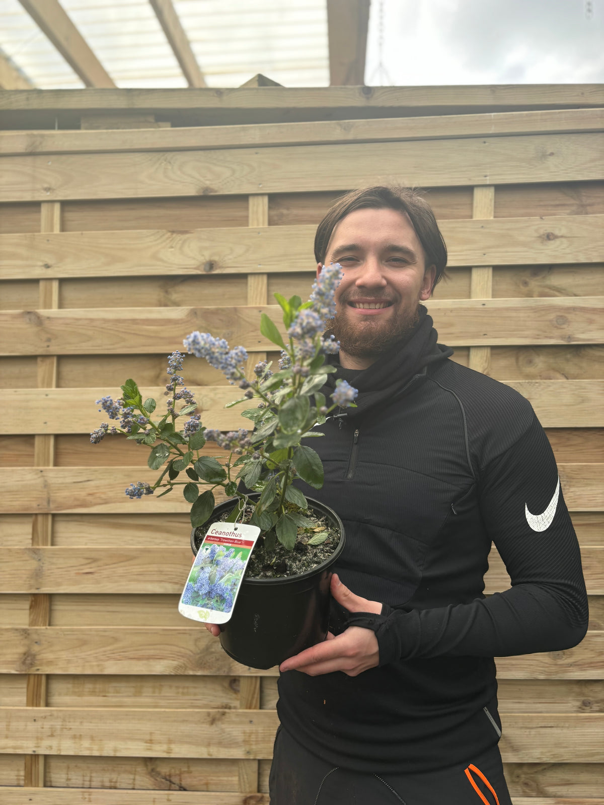 Ceanothus &#39;Trewithen Blue&#39; (Californian Lilac) 3L