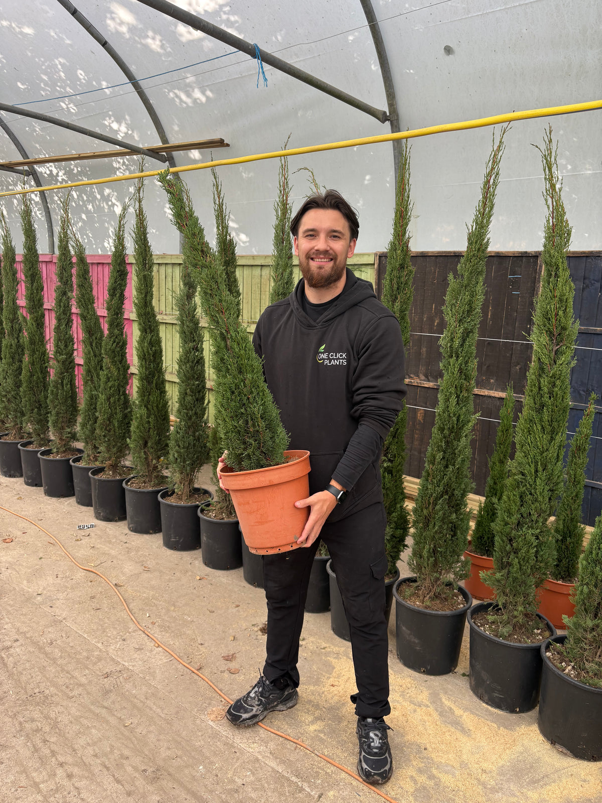 Cupressus sempervivrens Totem (Italian Cypress)