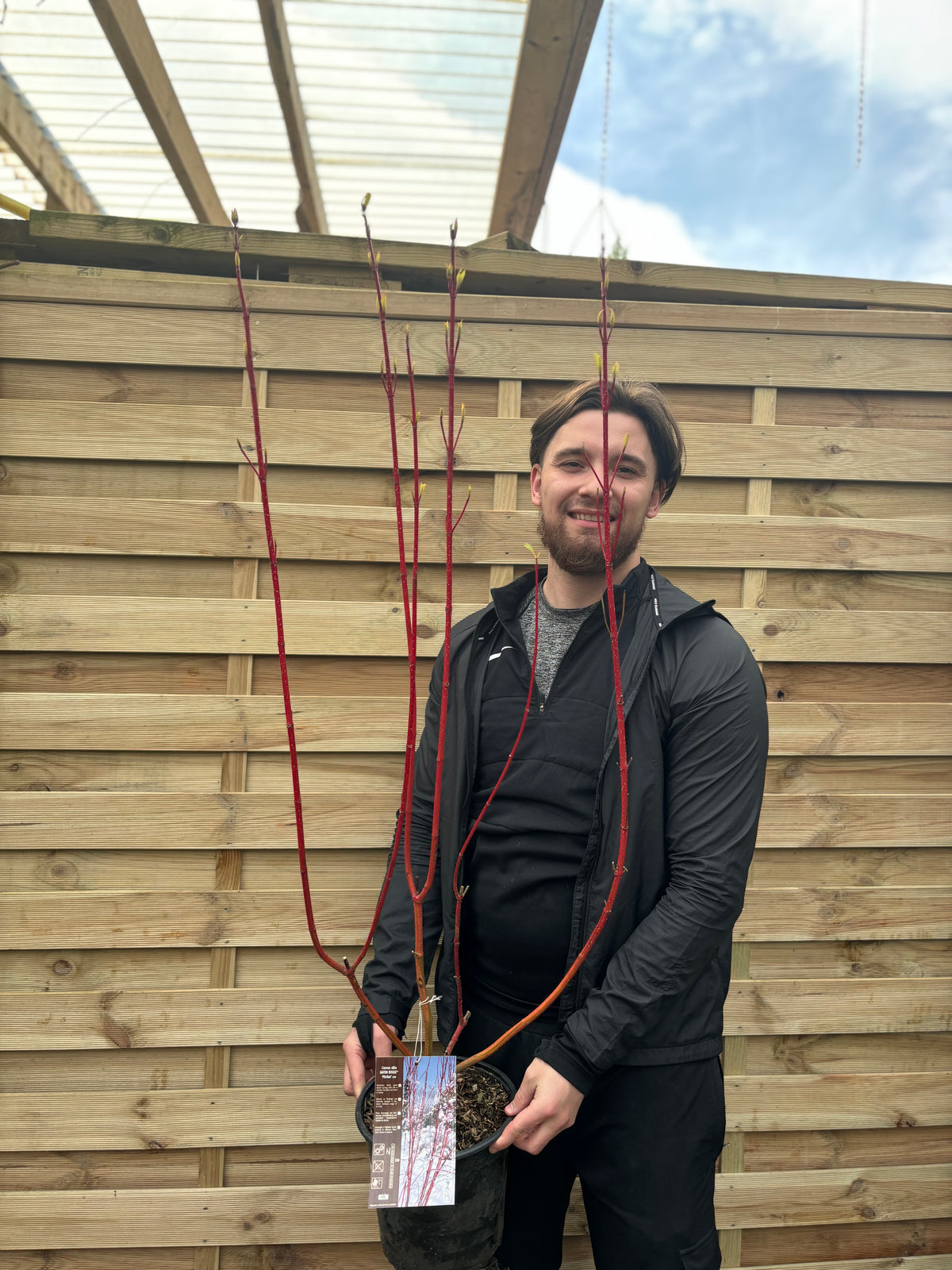 A smiling person in a black jacket holds two Cornus &#39;Sibrica&#39; (Siberian Dogwood) 2L plants with striking red stems, standing by a wooden fence under a transparent roof.