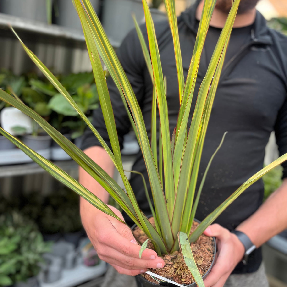 A person in a black long-sleeve shirt holds a Phormium &#39;Apricot Queen&#39; 2L (50-60cm inc. pot) with long, narrow leaves. More evergreen perennials are displayed on shelves in a greenhouse or garden center background.