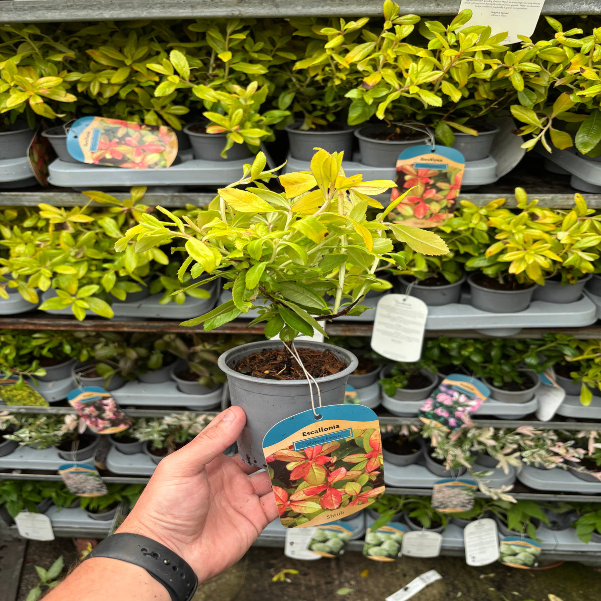 A hand holds an Escallonia &#39;Glowing Embers&#39; 9cm, an evergreen shrub with yellow-green leaves. Behind it, drought-tolerant plants in gray pots sit on shelves. The label features red and pink flowers.