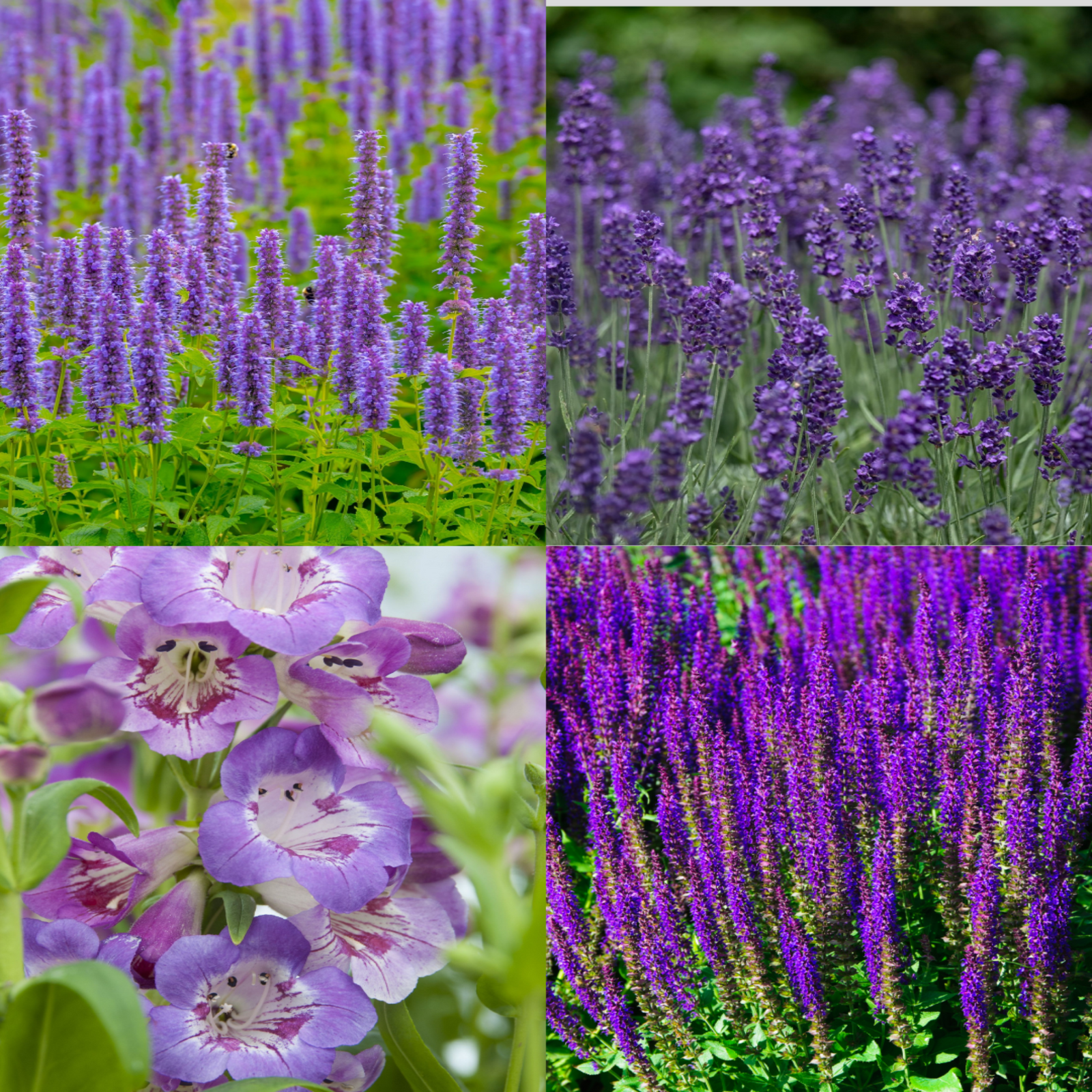 A collage of four purple-flowering perennials from the 4 x Purple Flowering Perennials – 9cm Pots: spiky Agastache, bushy lavender, delicate penstemon, and dense Salvia, all showcasing vibrant blooms and lush green foliage.
