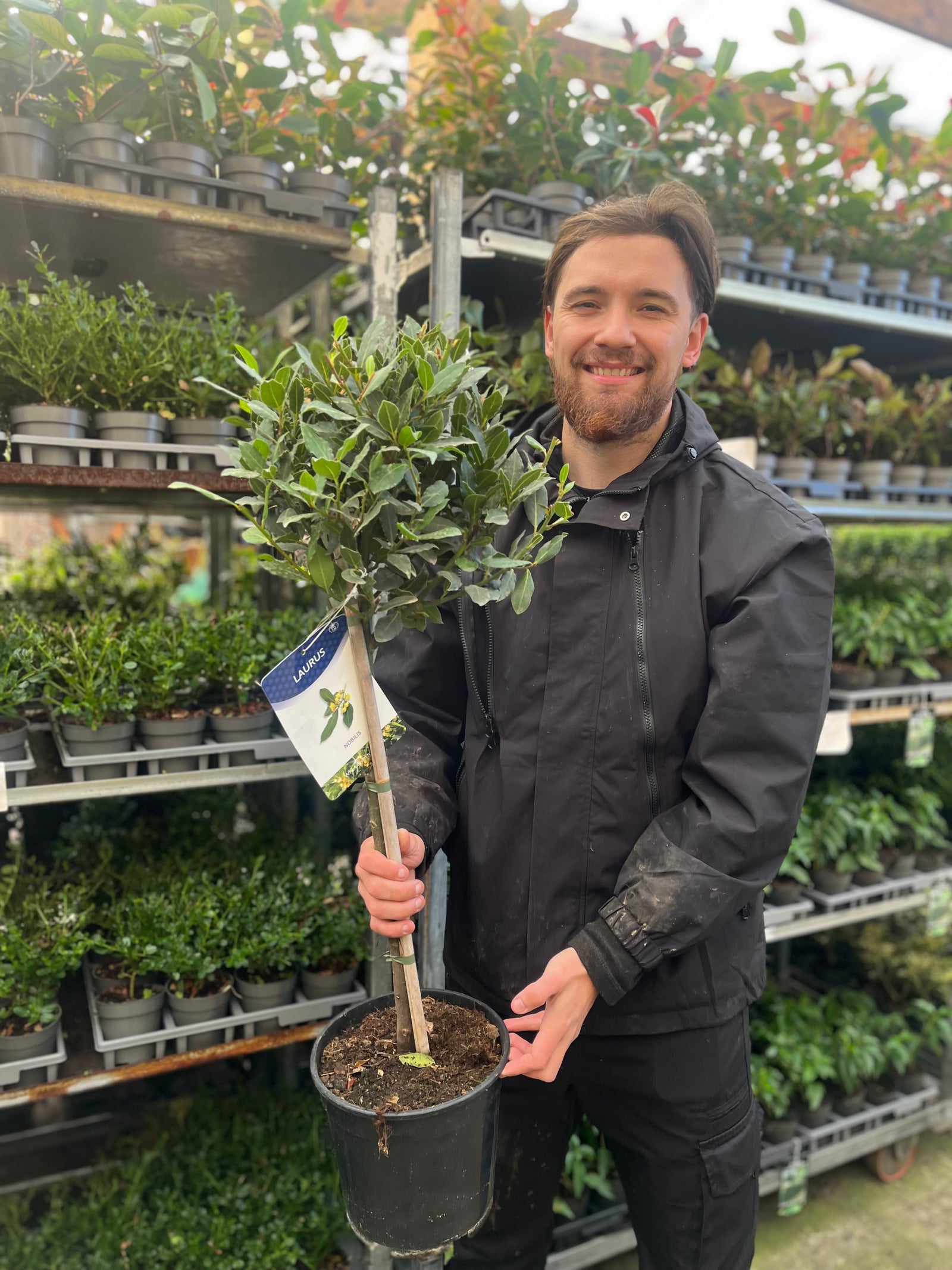 A smiling man in a black jacket holds a Standard Bay Tree (Laurus nobilis, 90-100cm) with a label, standing before shelves of lush evergreen foliage in a garden center.