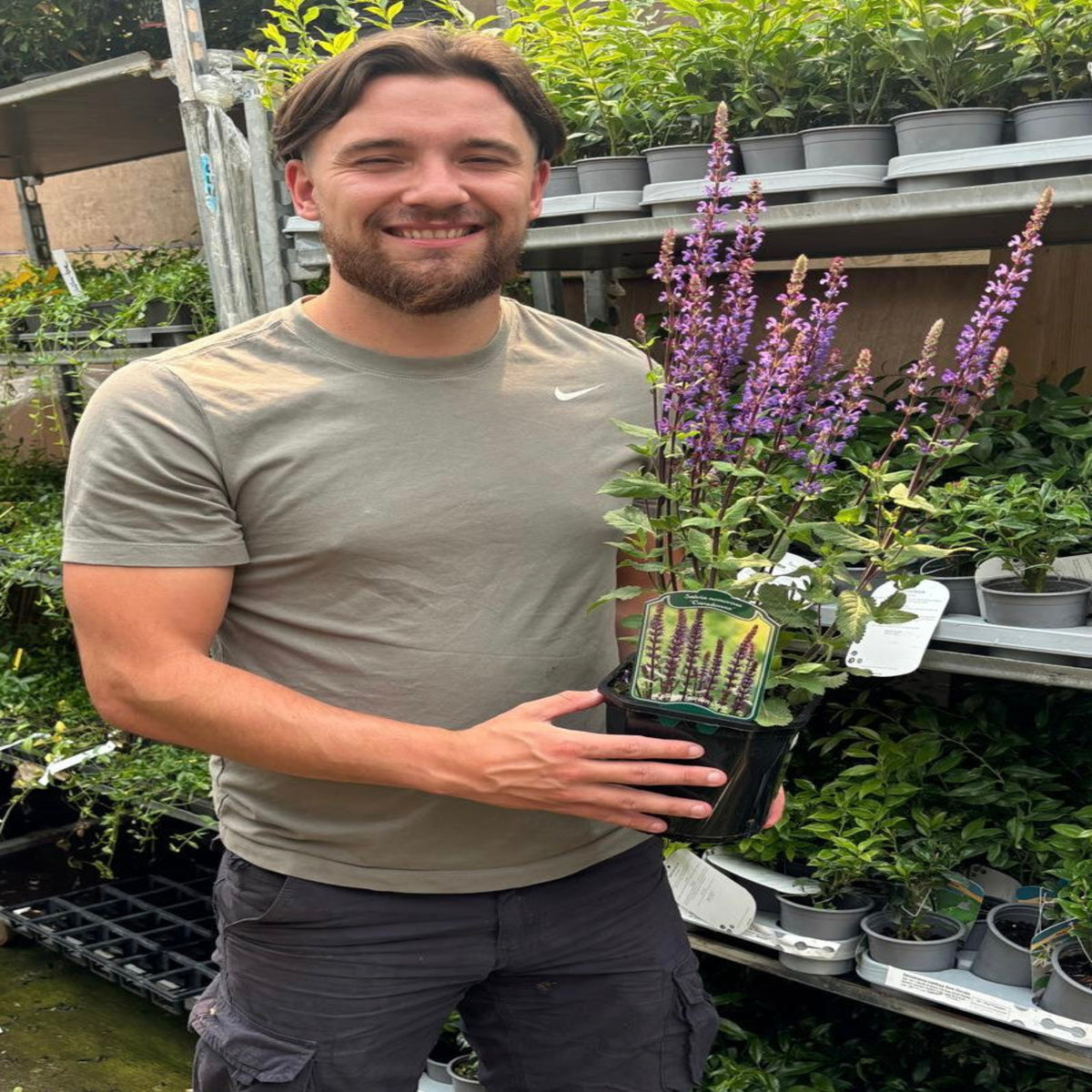 A smiling man with brown hair and a beard, in a grey t-shirt and dark shorts, holds a Salvia nemorosa &#39;Caradonna&#39; 9cm/2L with tall purple flowers at a garden center, surrounded by rows of plants and pots including salvias.