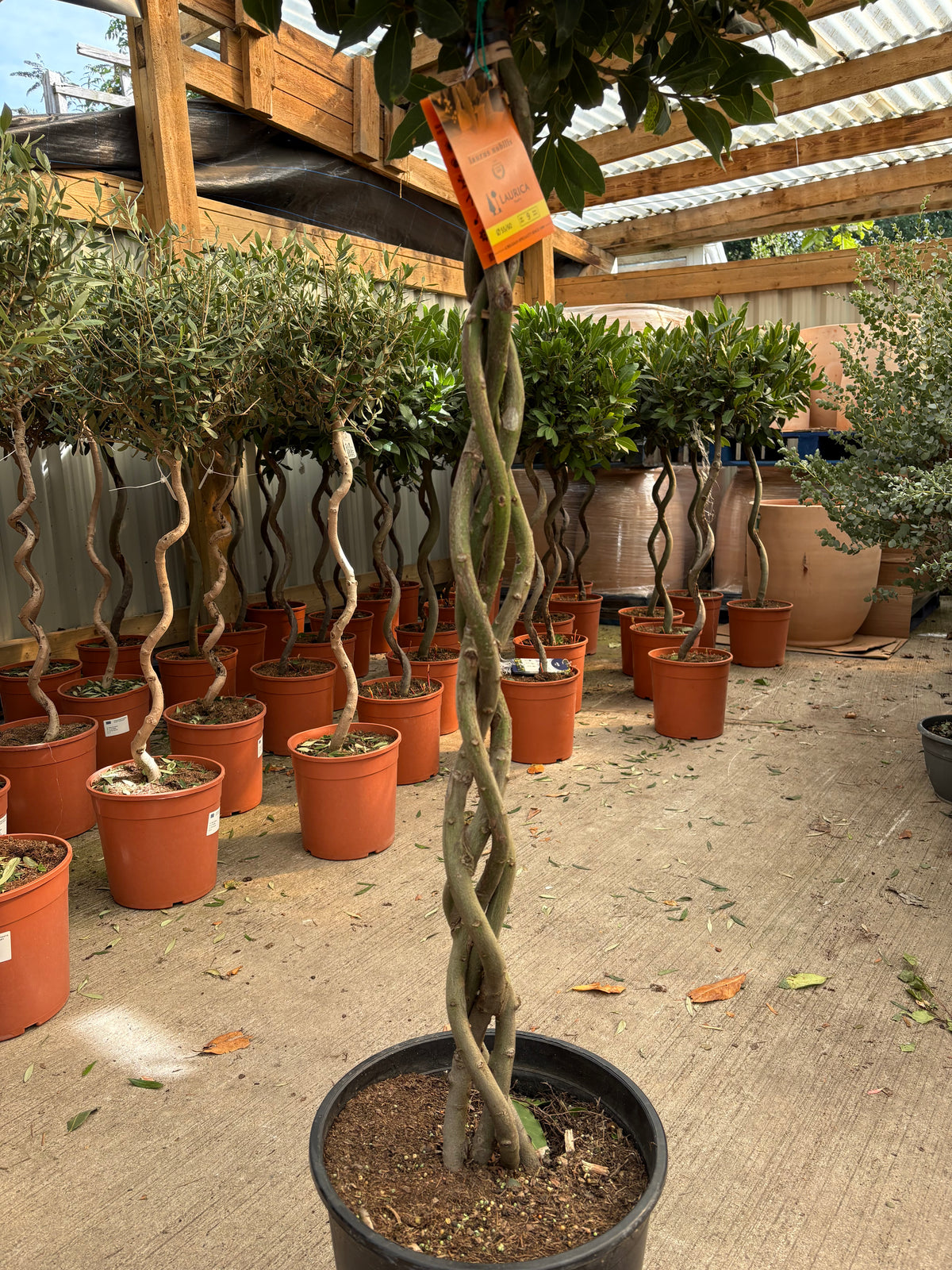 5-6ft 3/4 Standard Plaited Bay Tree | Laurus Nobilis (Stem: 90cm, Head 60cm)