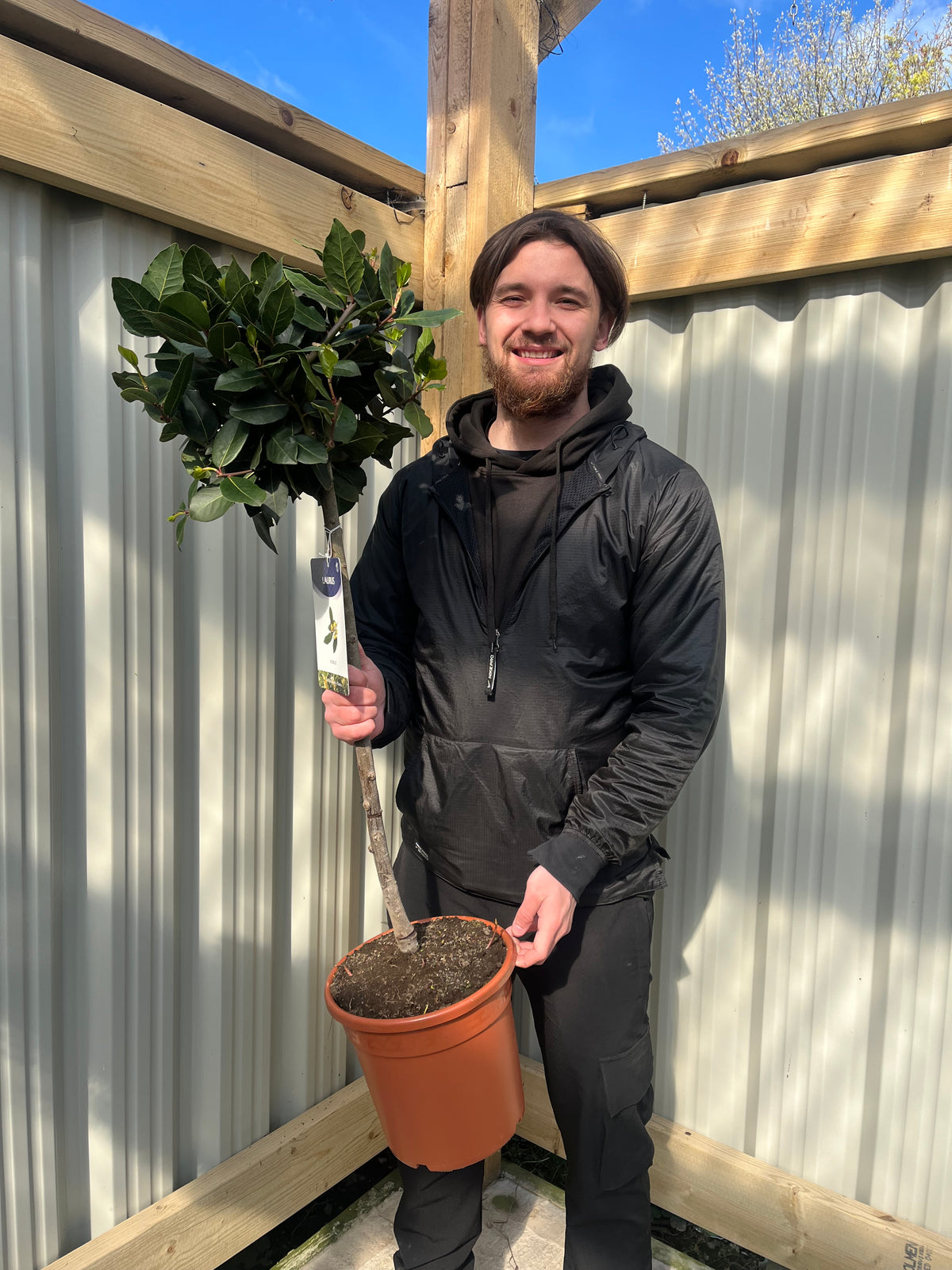 A smiling man in a black hoodie stands outdoors by a wooden and metal fence, holding a Standard Bay Tree (Laurus nobilis, 100-110cm) in a pot with a labeled tag. The lush evergreen is perfect for sunny patios.