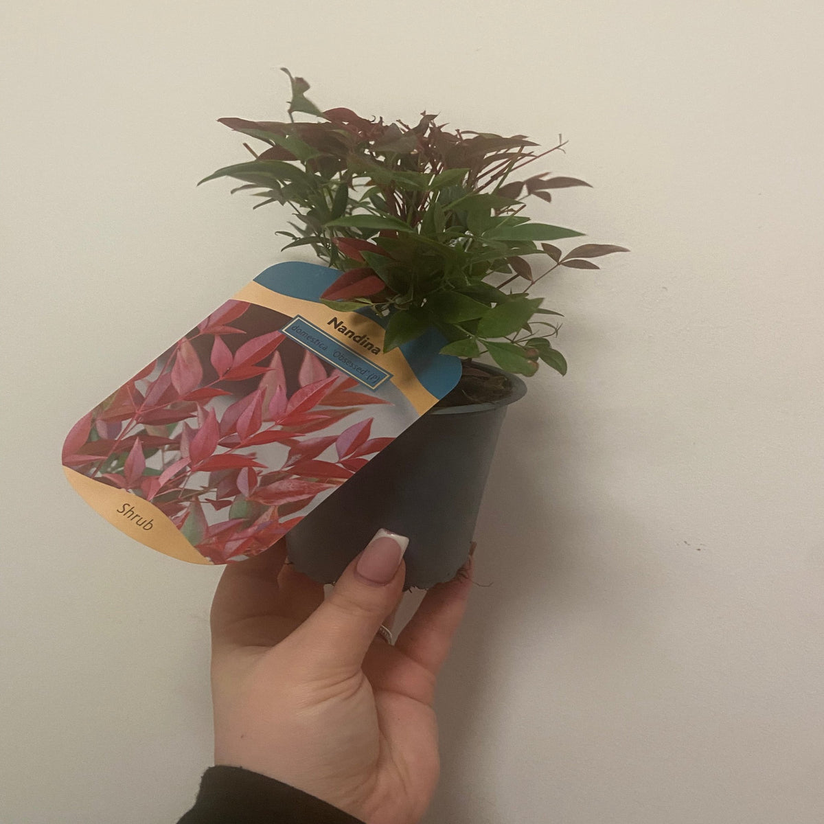 Nandina domestica &#39;Obsessed&#39; 9cm / 3L