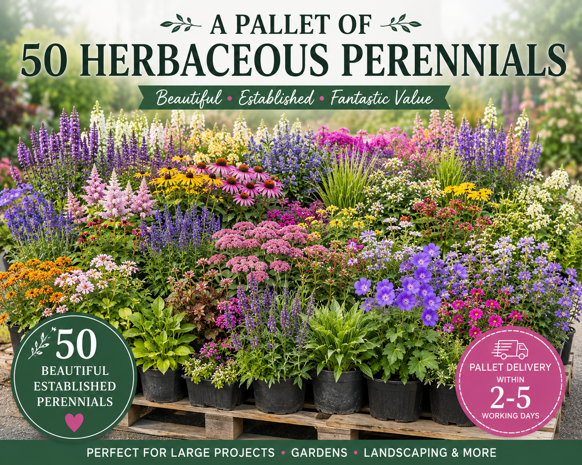 Pallet of 50 Established 2L Herbaceous Perennials (£8.99 per plant)