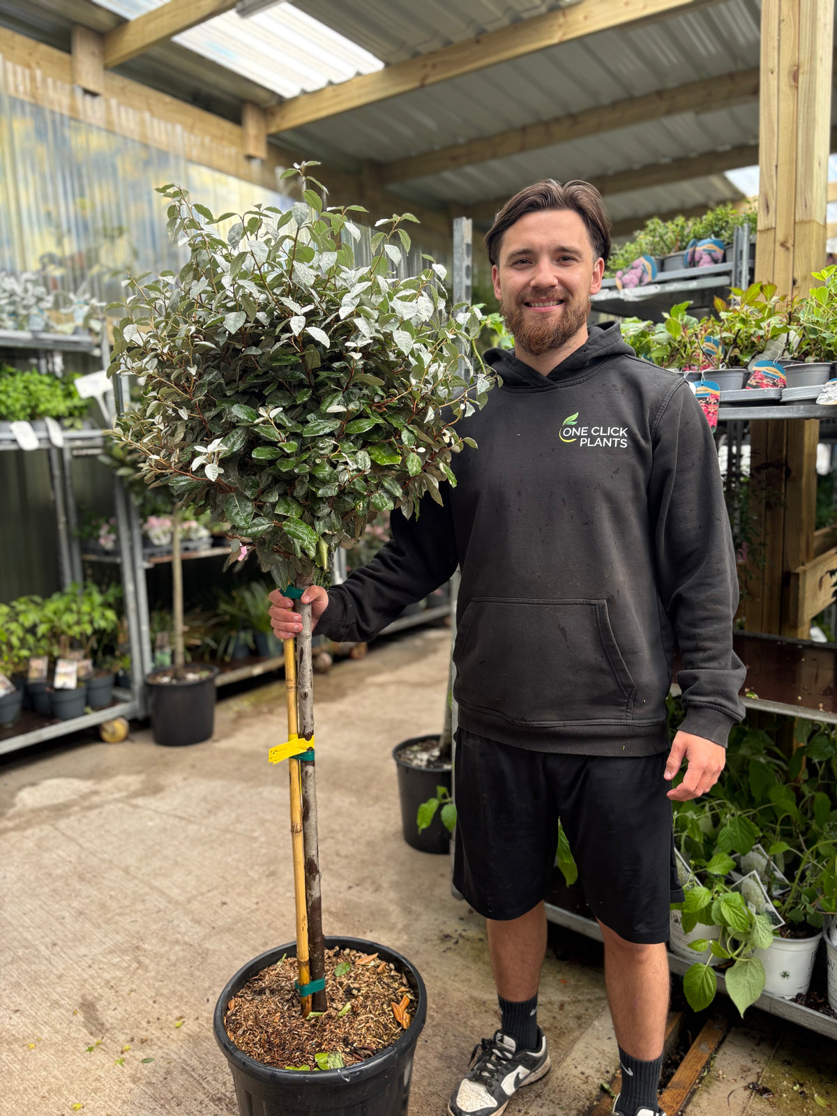 Elaeagnus x ebbingei Compacta Patio Tree