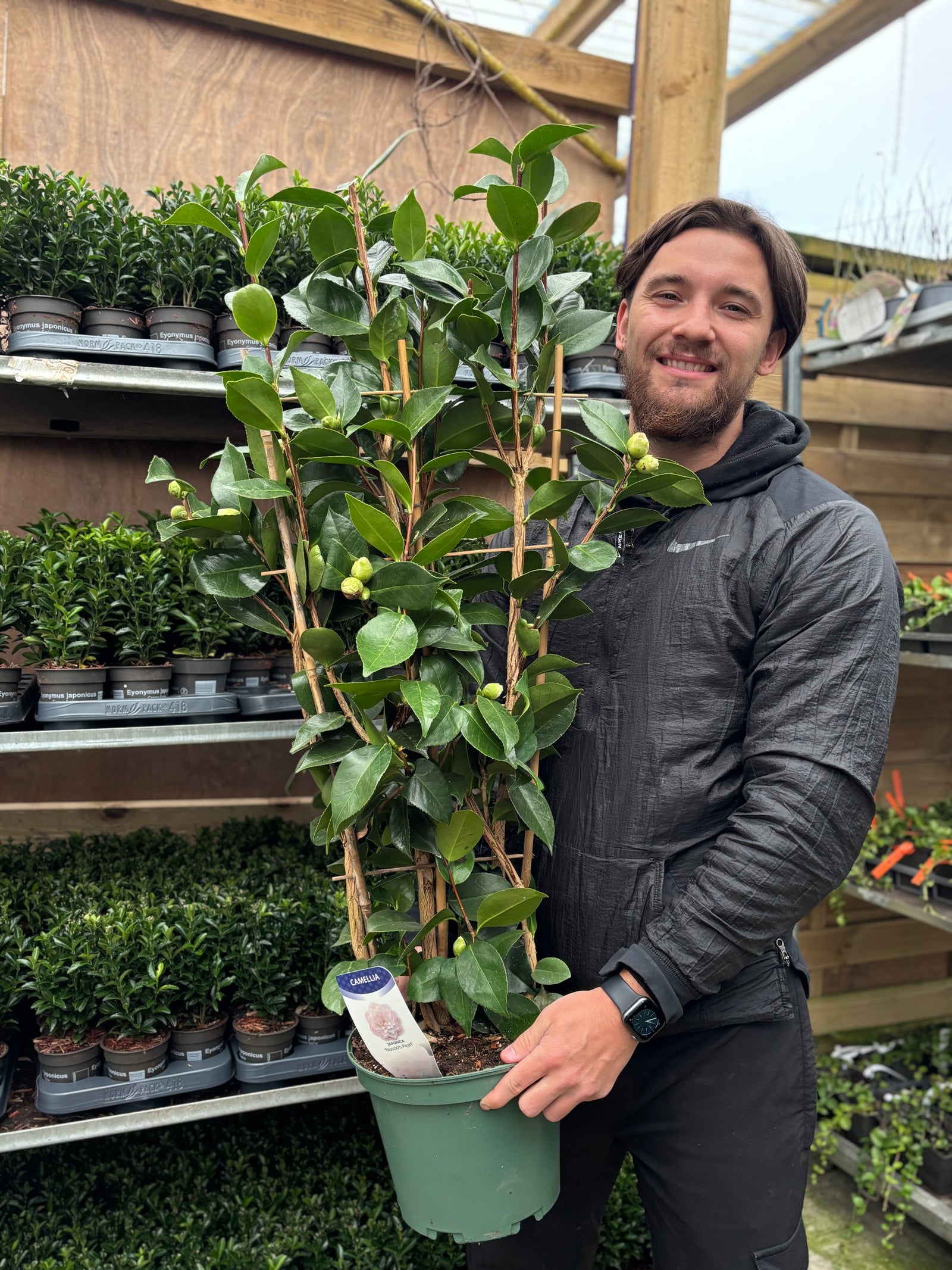 Camellia japonica 'Baby Sis' 40-50cm / 100-120cm