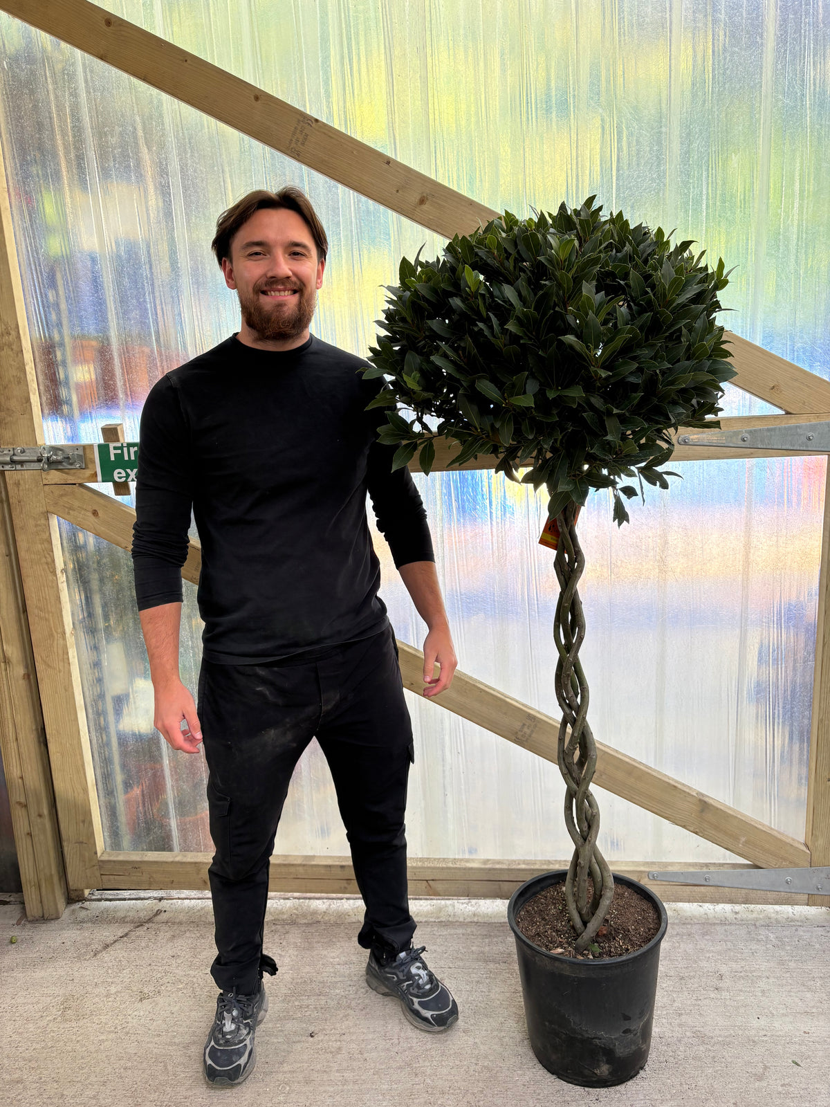 5-6ft 3/4 Standard Plaited Bay Tree | Laurus Nobilis (Stem: 90cm, Head 60cm)