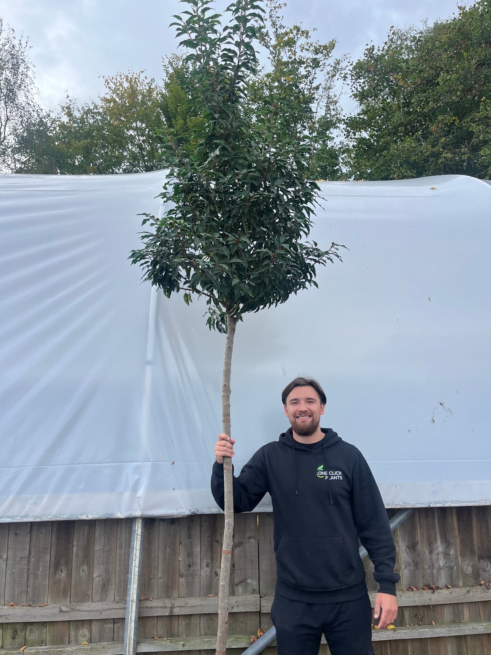 Standard Portuguese Laurel Tree 3m (stem 1.8m + head)