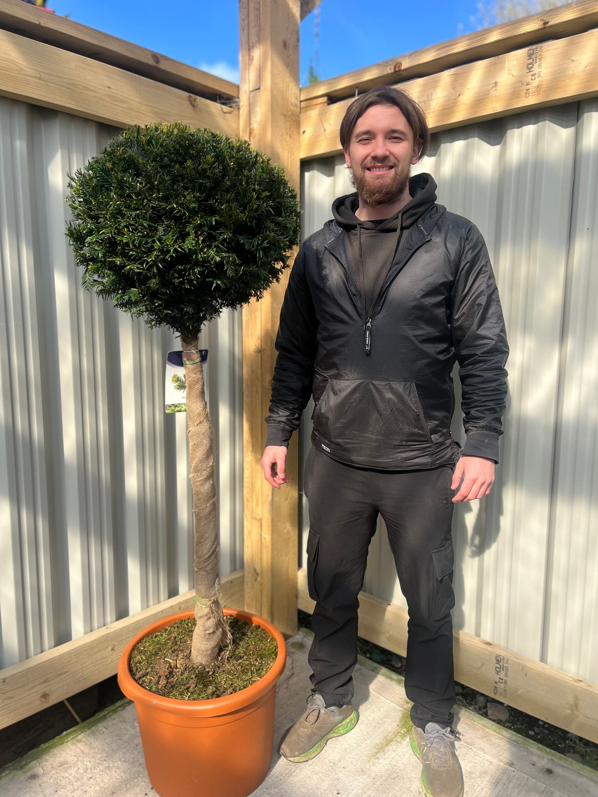 Yew Ball on Stem - Taxus Baccata 35L 170-180cm (STEM 90cm)