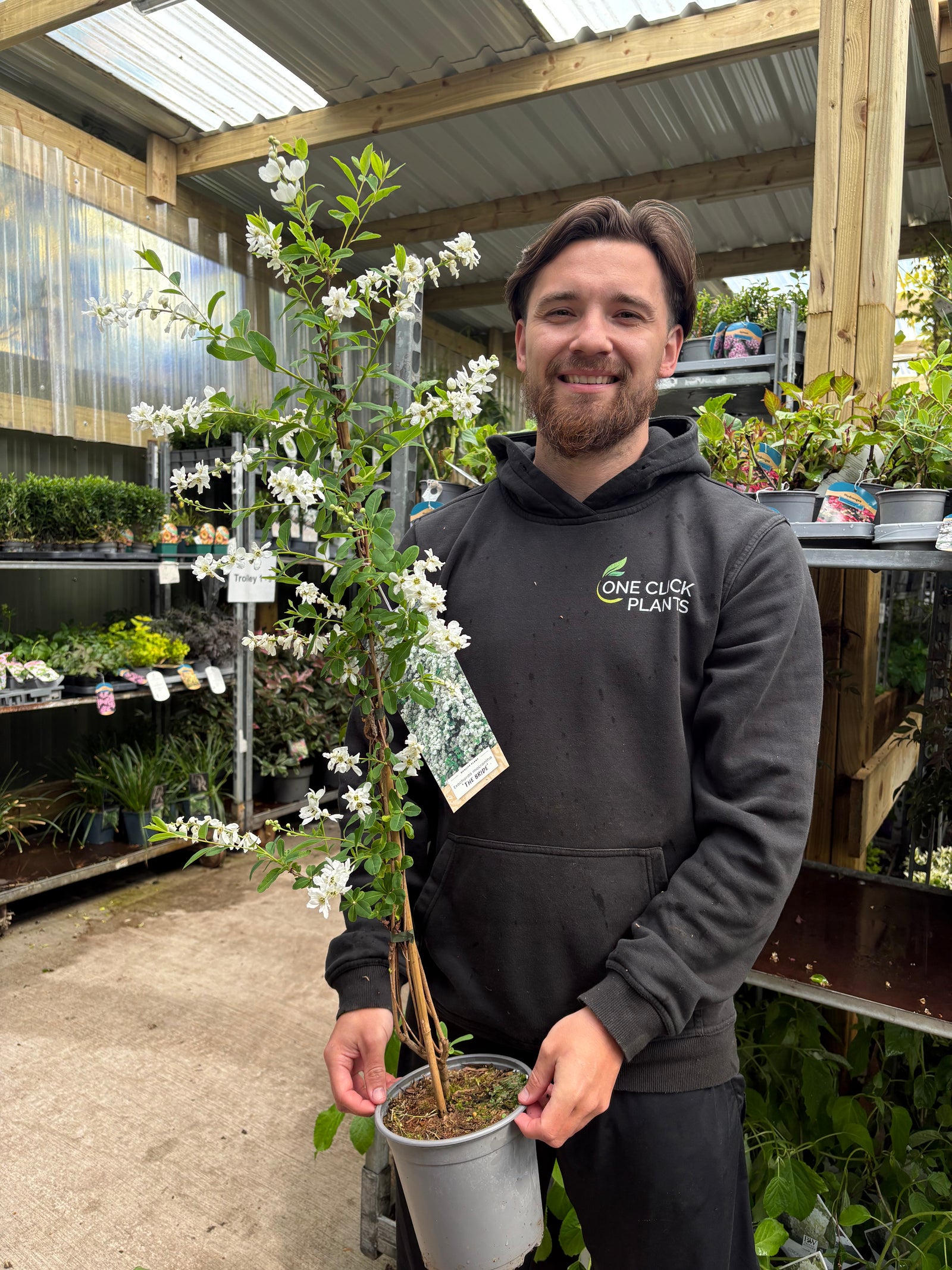 Exochorda macrantha 'The Bride'  9cm / 2L