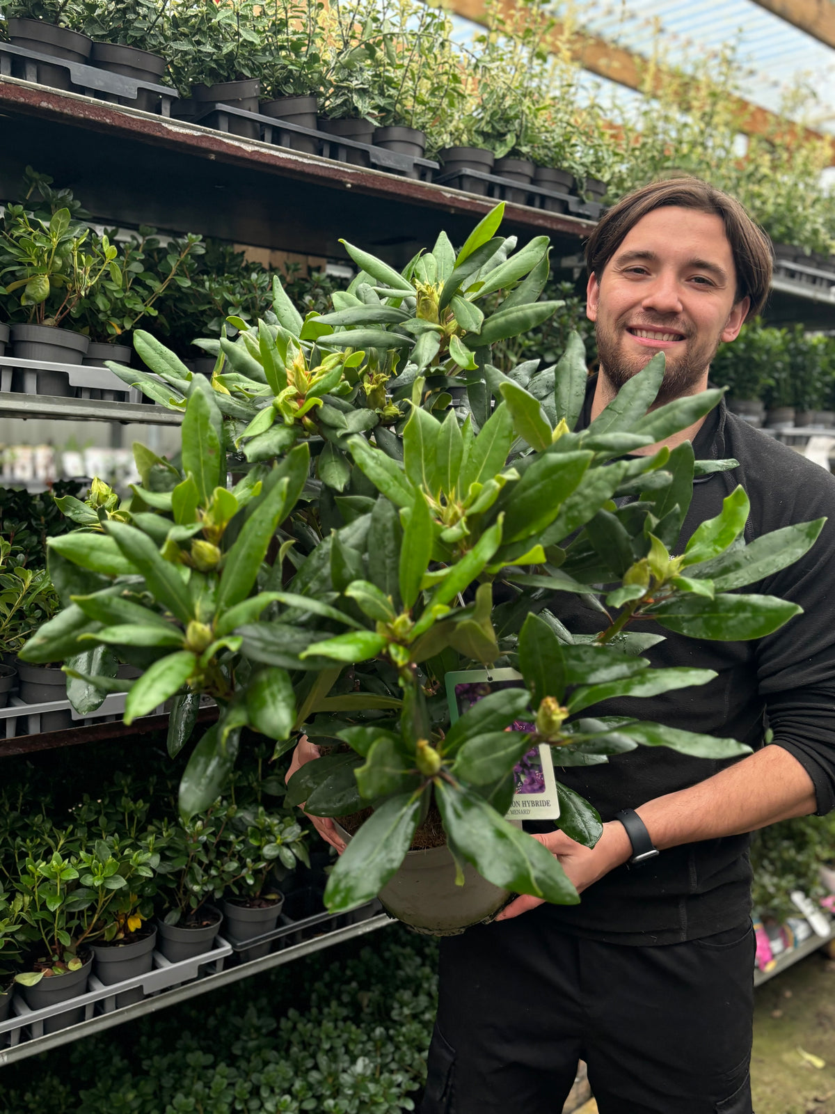 Rhododendron &#39;Marcel Menard&#39; 2L / 5L