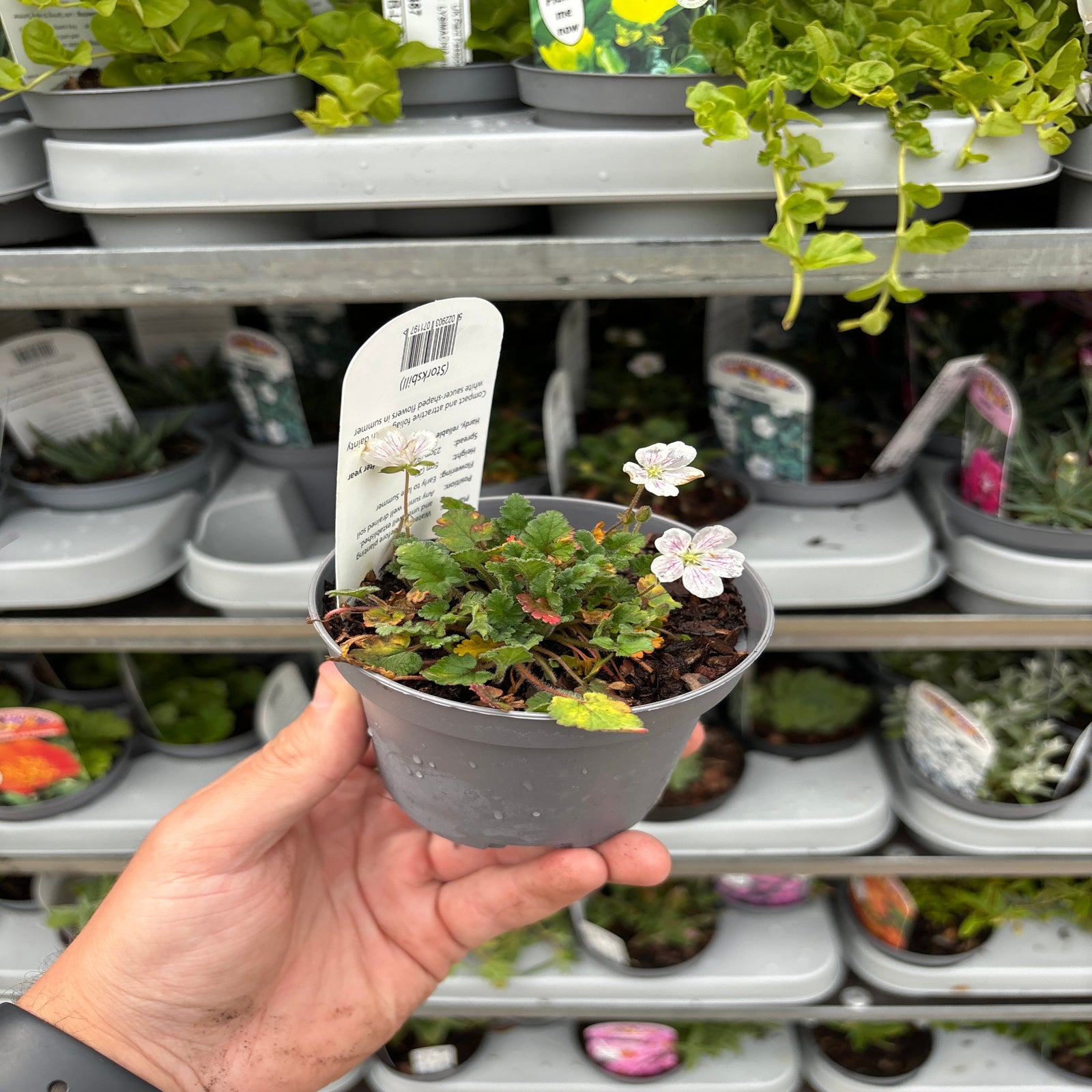 Erodium reichardii Album 9cm