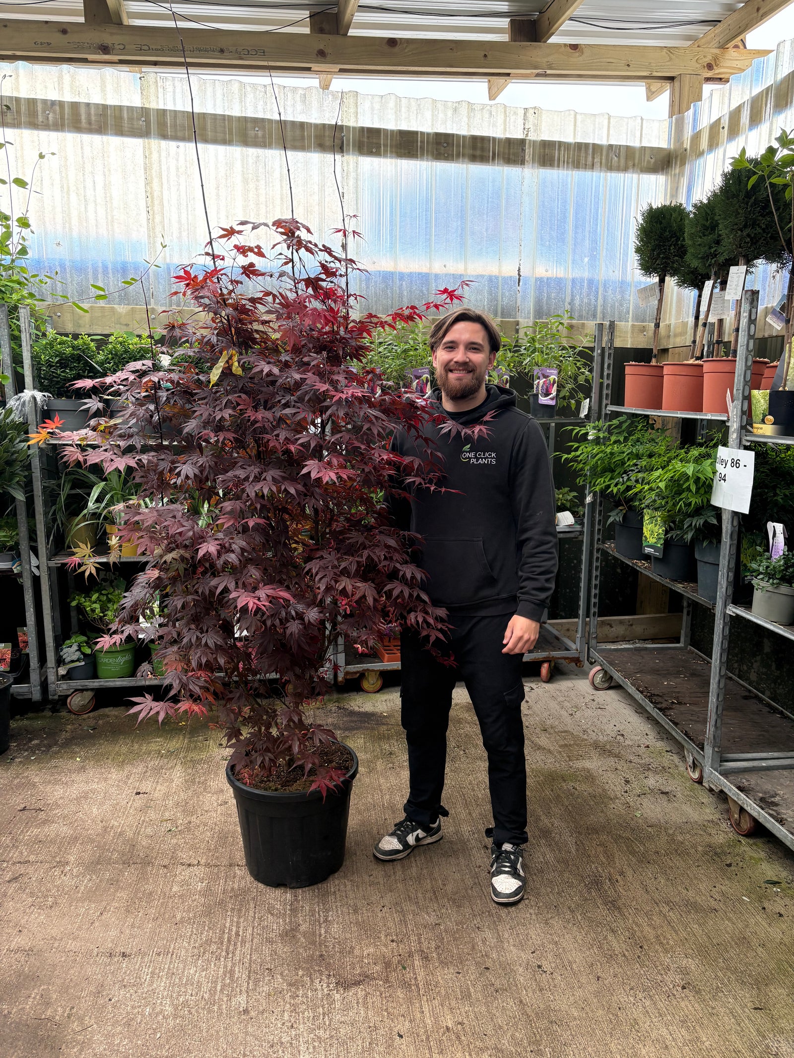 Acer palmatum 'Bloodgood' 3L / 10L / 70L / 90L