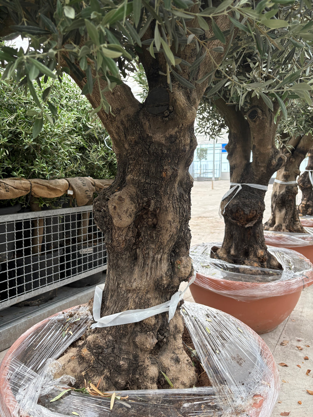 Olive Tree 160L Terracotta Bowl 210-240cm