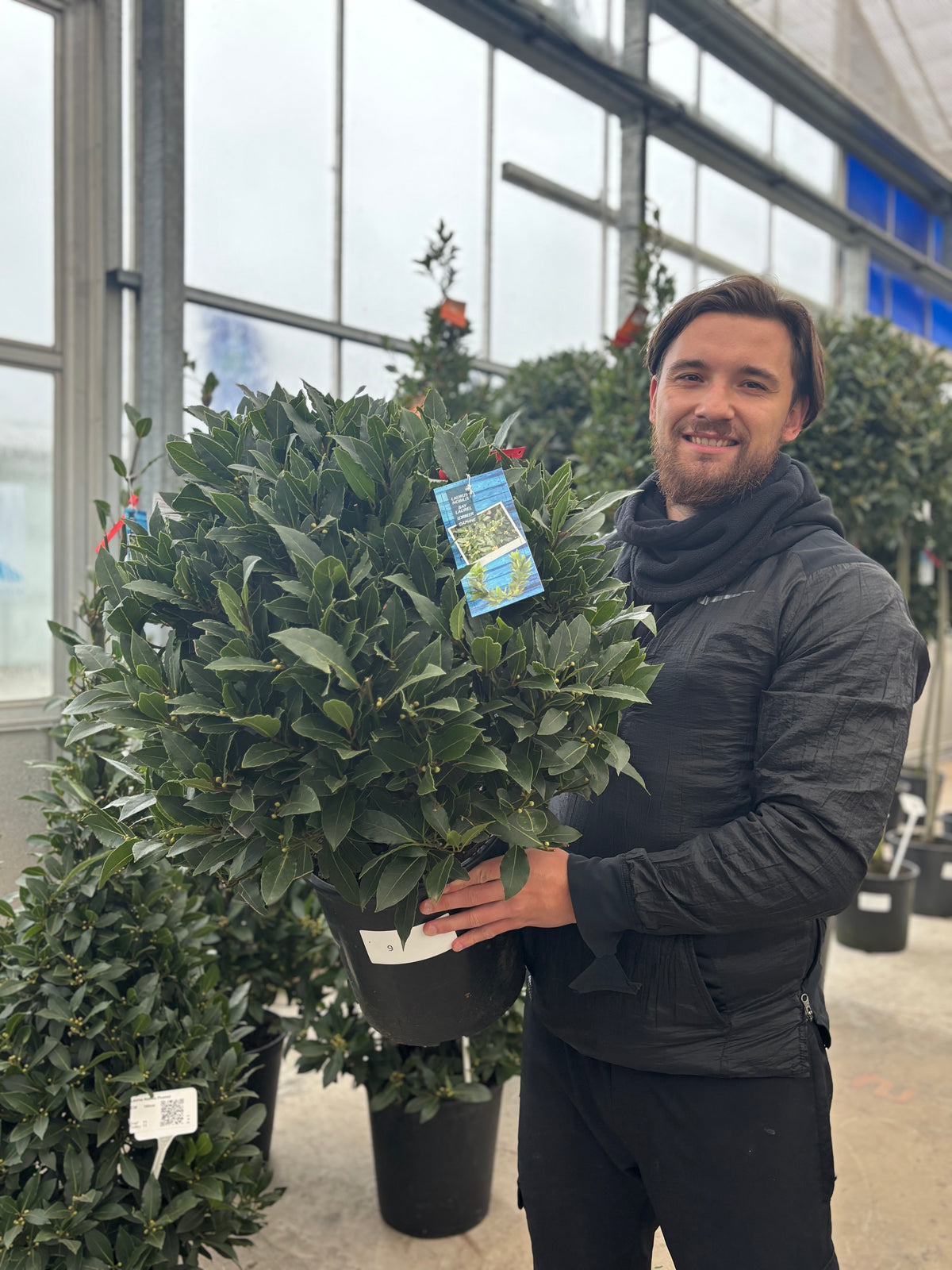A man in a black jacket smiles while holding an Established Laurus Nobilis Ball (Bay Leaf Ball) in a large pot inside a greenhouse, with more potted Laurus Nobilis Balls visible in the background. Available in 10L, 15L, 24L, and 30L sizes.