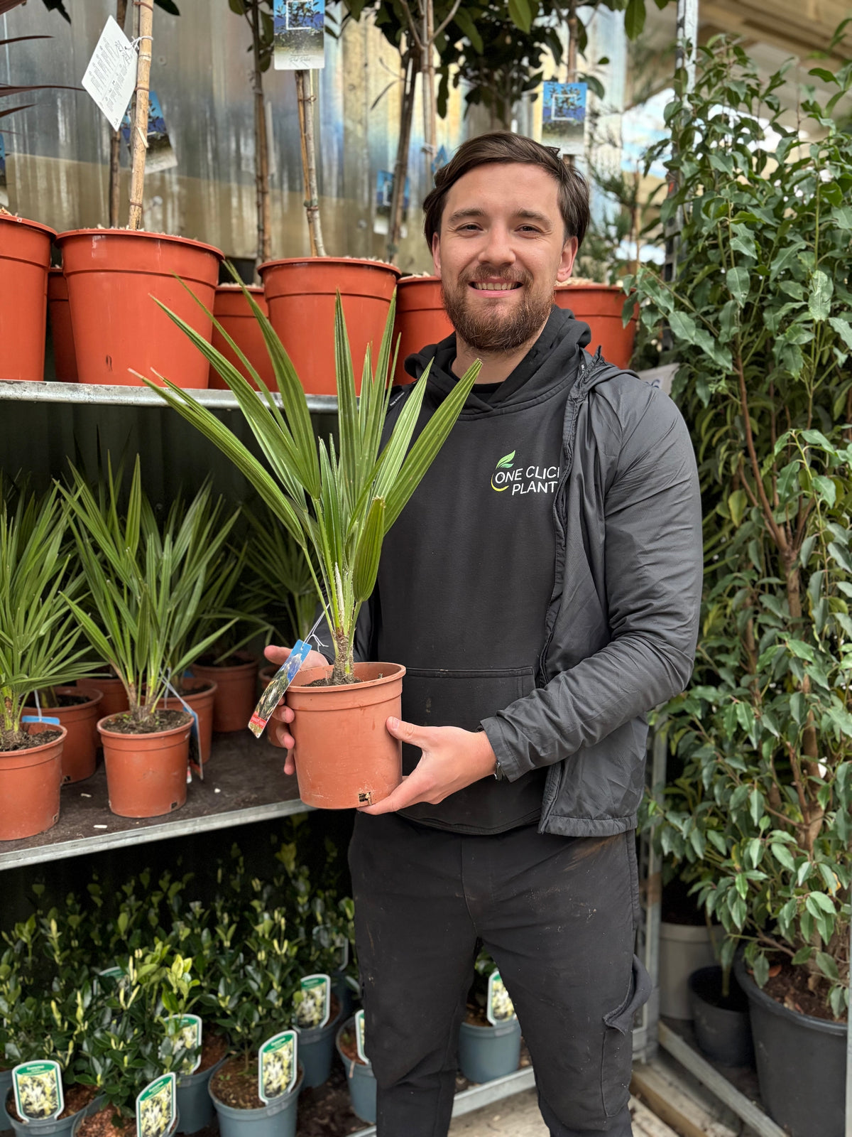 Chamaerops humilis - Hardy Fan Palm (2 Sizes Available)