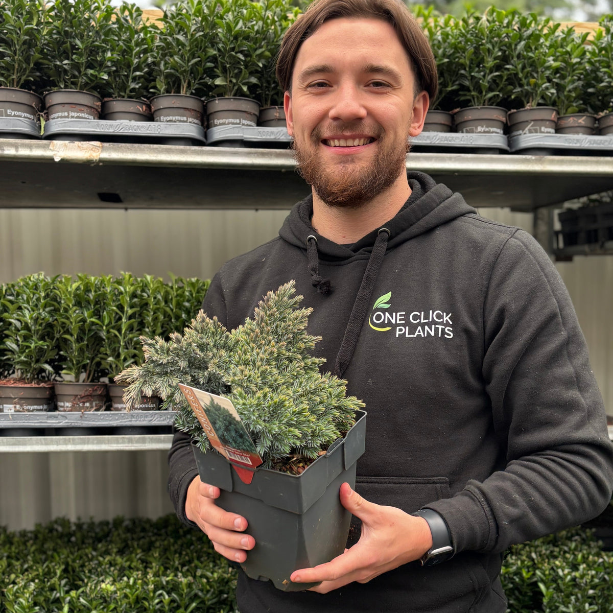 Juniperus squamata &#39;Blue Star&#39; 2L